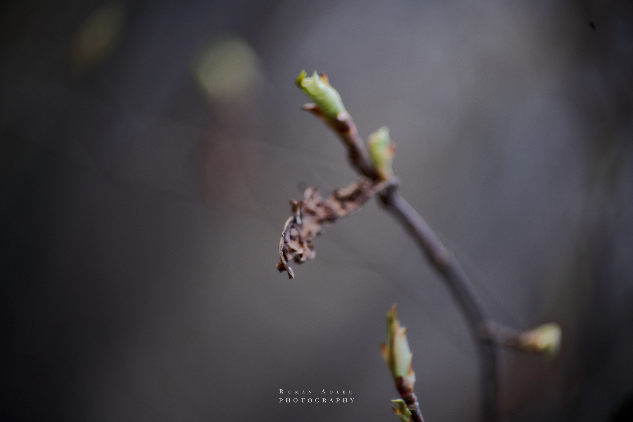 Весна. Москва 2025. Фотограф Роман Адлер