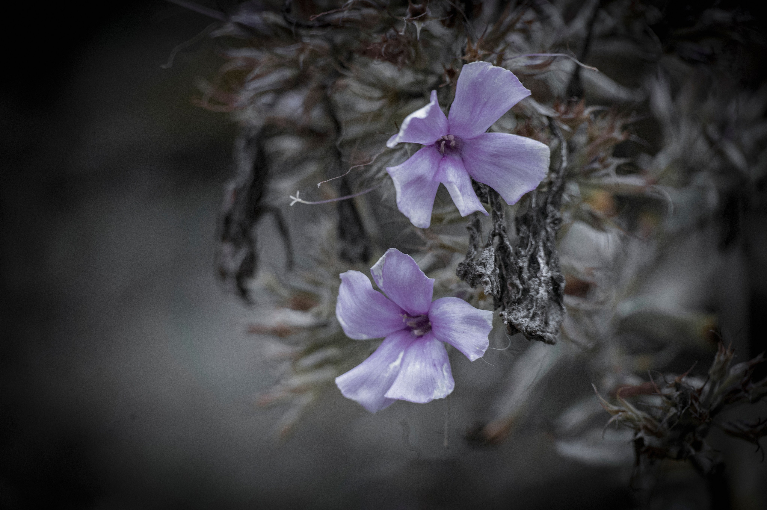 Осенние цветы. Фотограф Роман Адлер