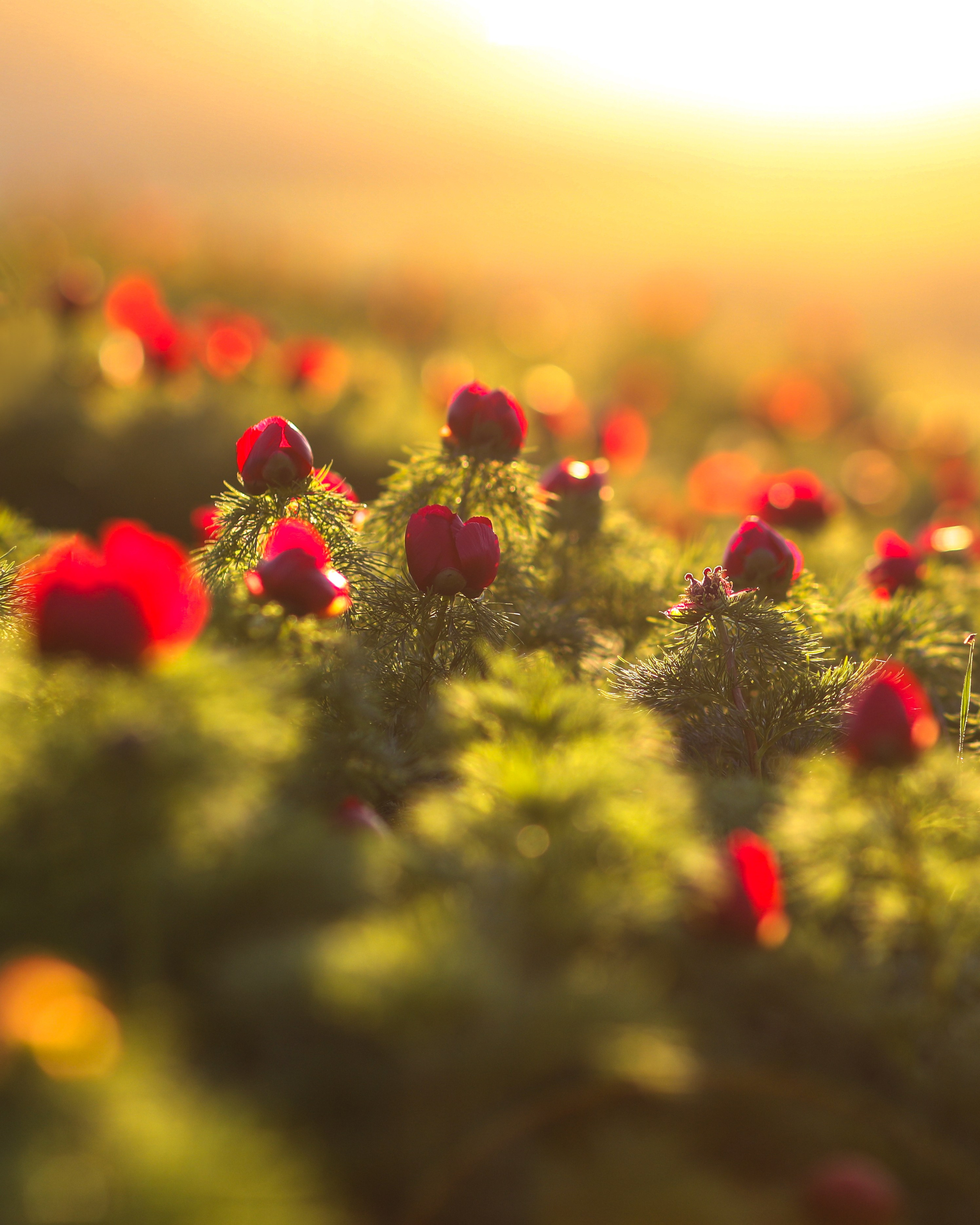 ПИОНЫ. Фотограф Севастополь/Крым Светлана Евтушенко