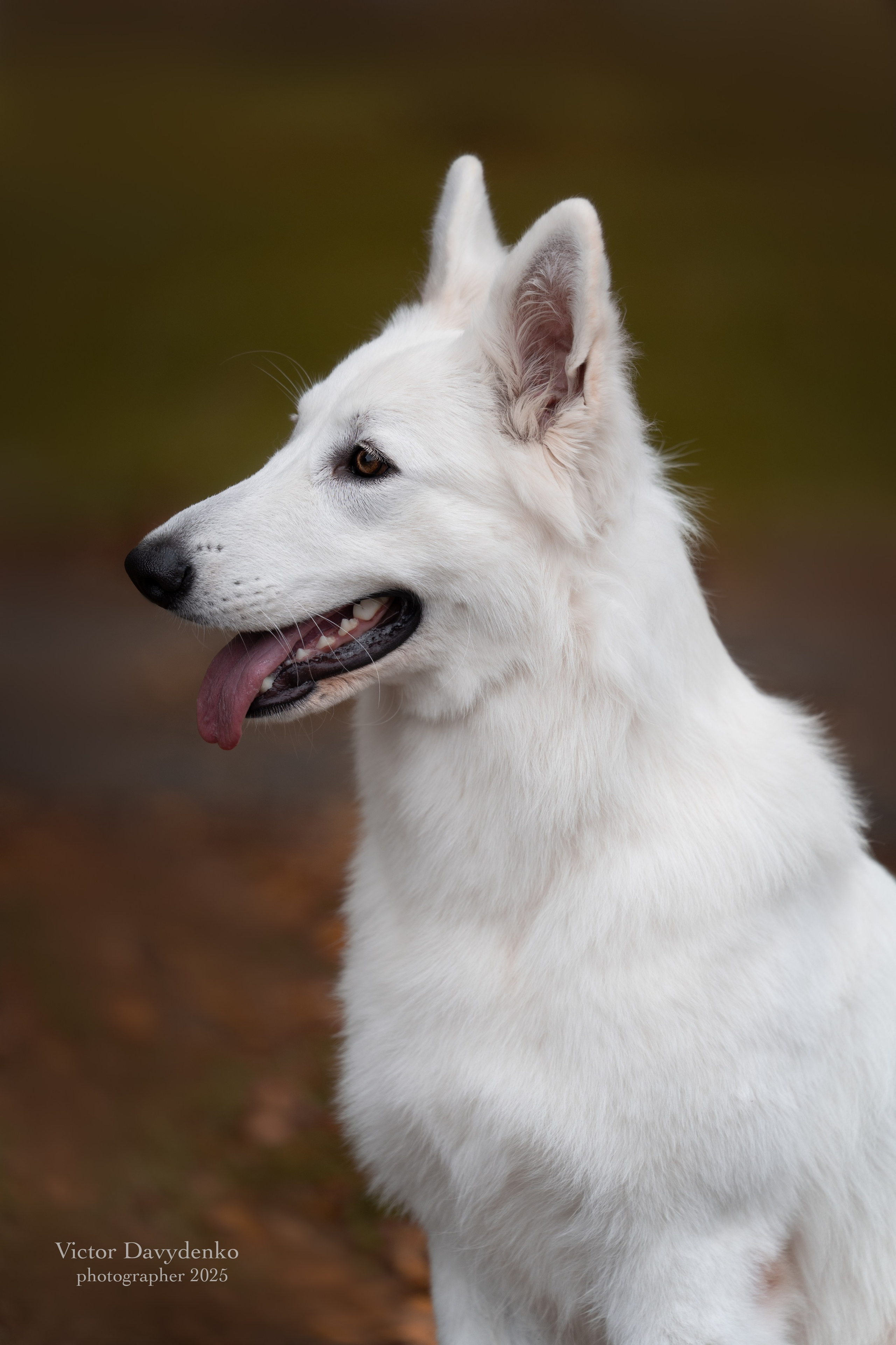 фотосессия собак краснодар выставка собак фотограф анималист сочи Бшо 