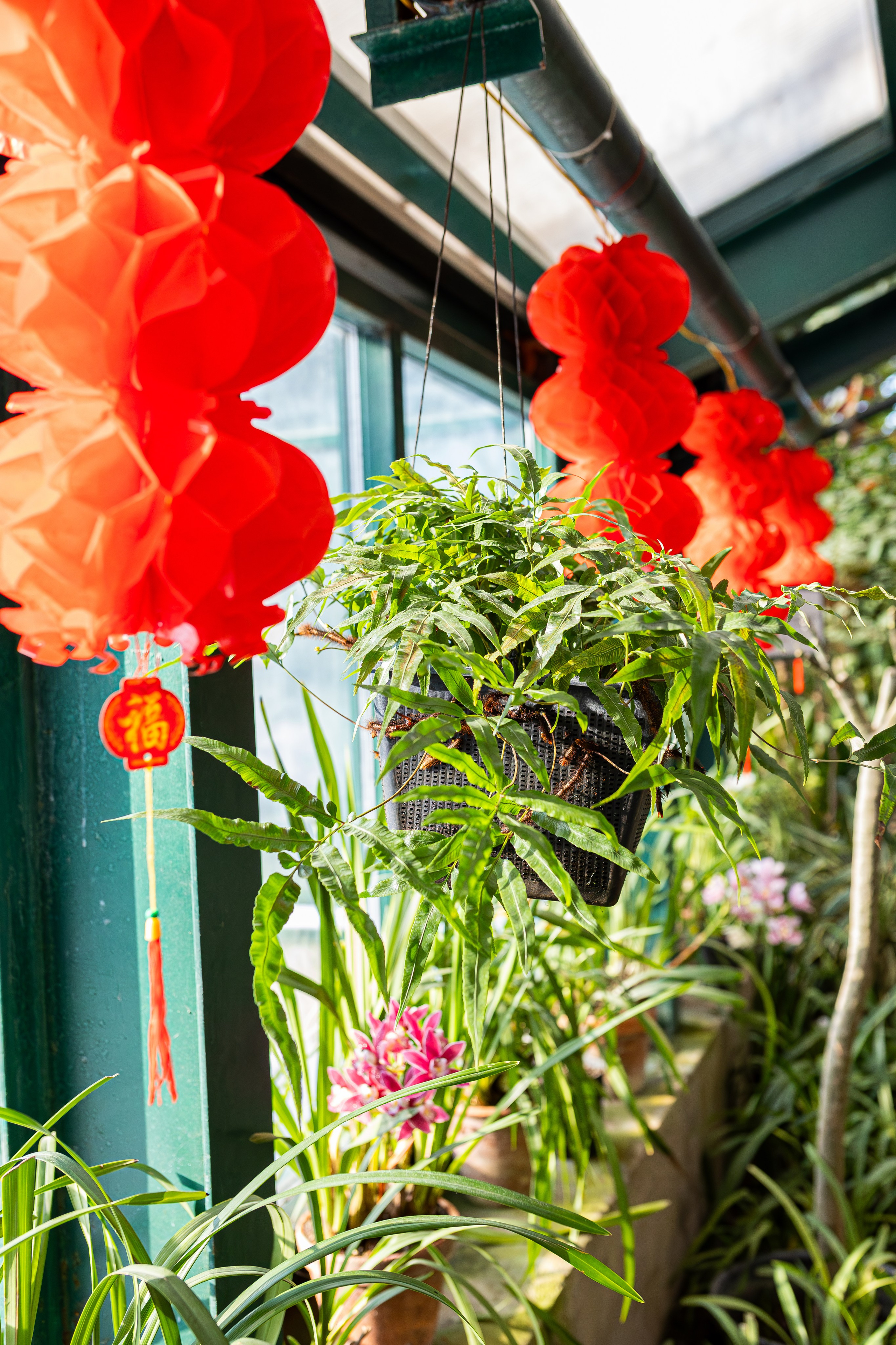 Аптекарский огород МГУ. Китай. Александра Куликова фотограф, Москва