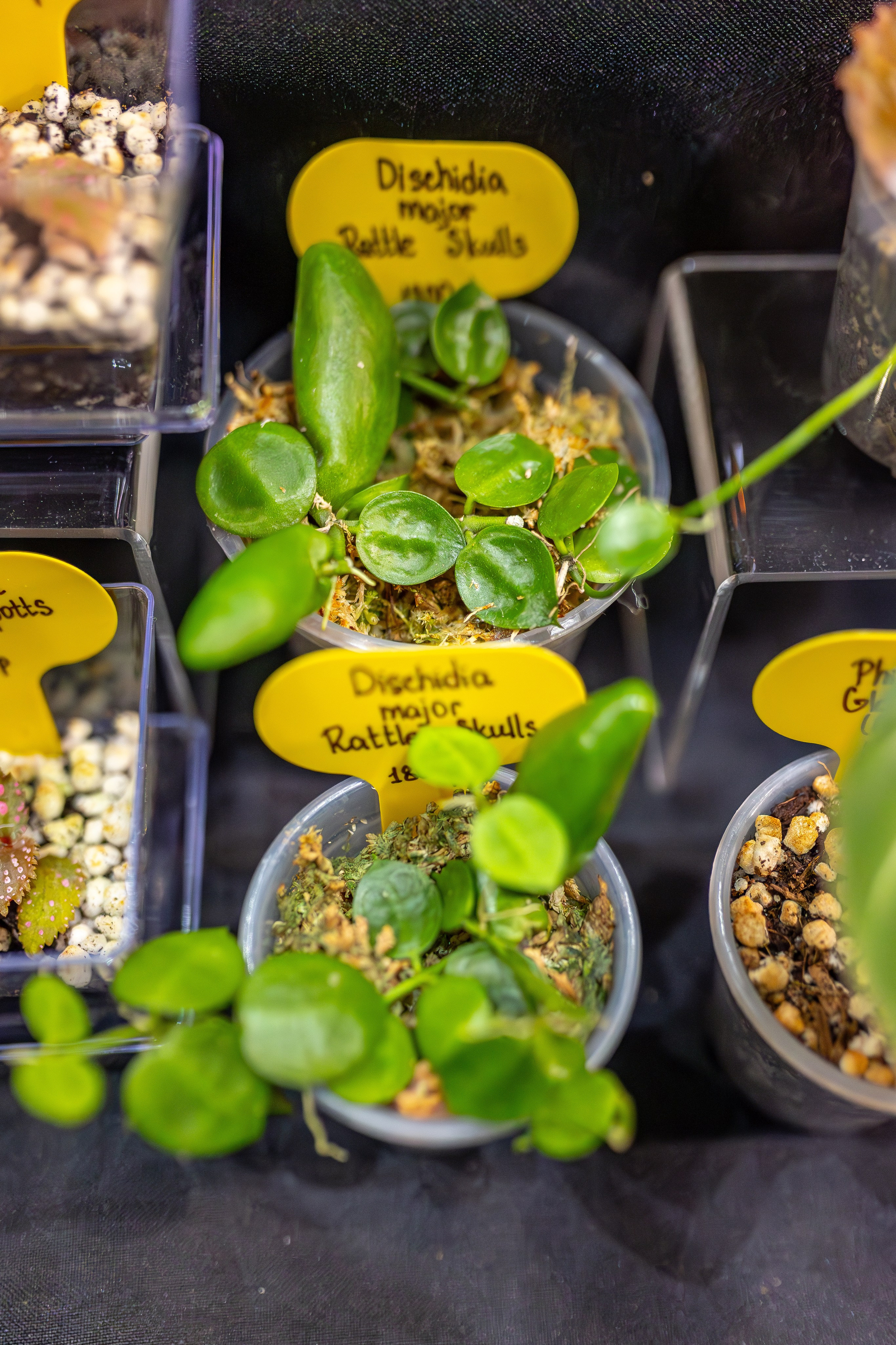 Монстериум апрель 2026. Александра Куликова фотограф, Москва