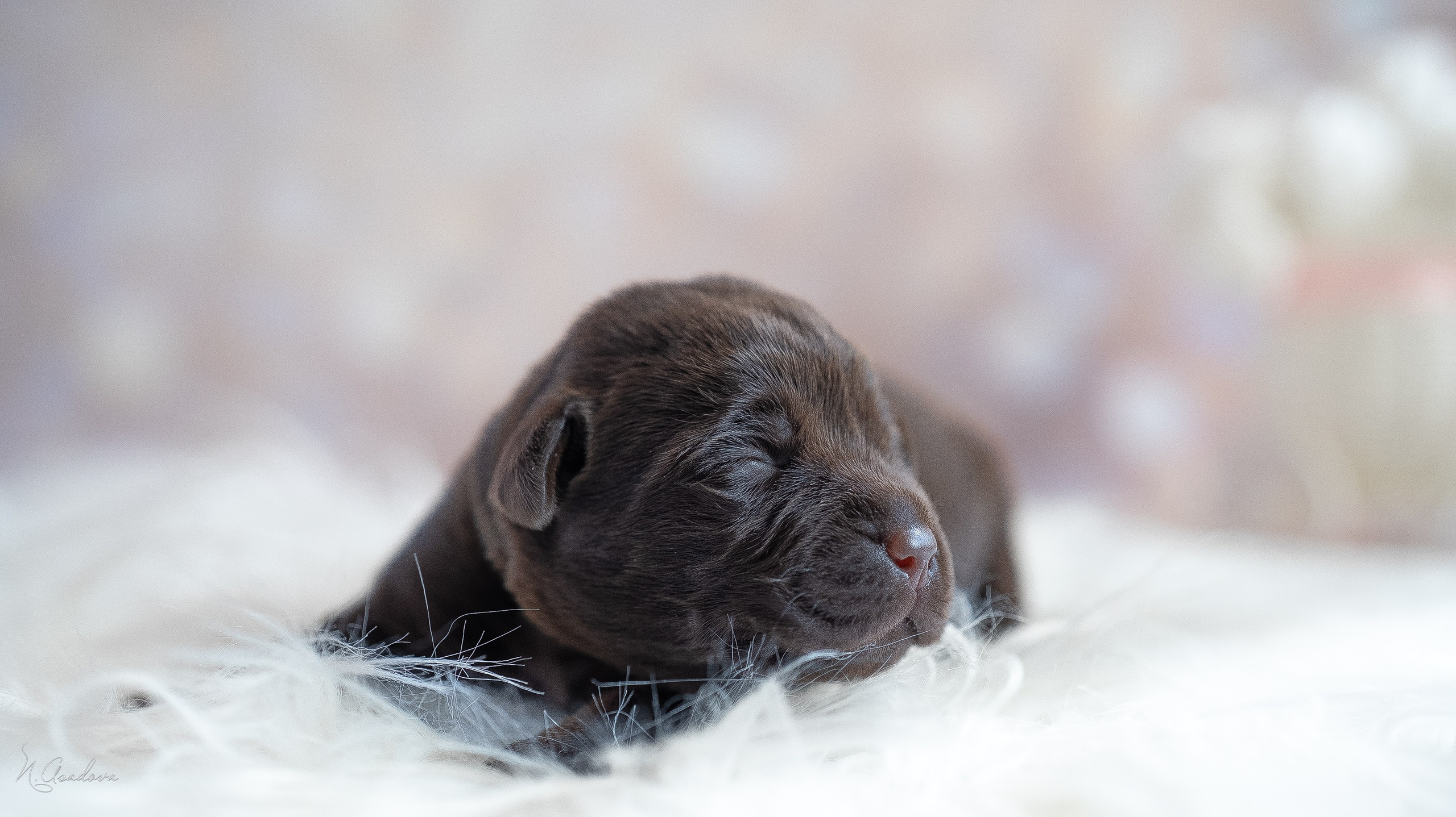 Новорожденные лабрадоры. Фотограф-анималист Асадова