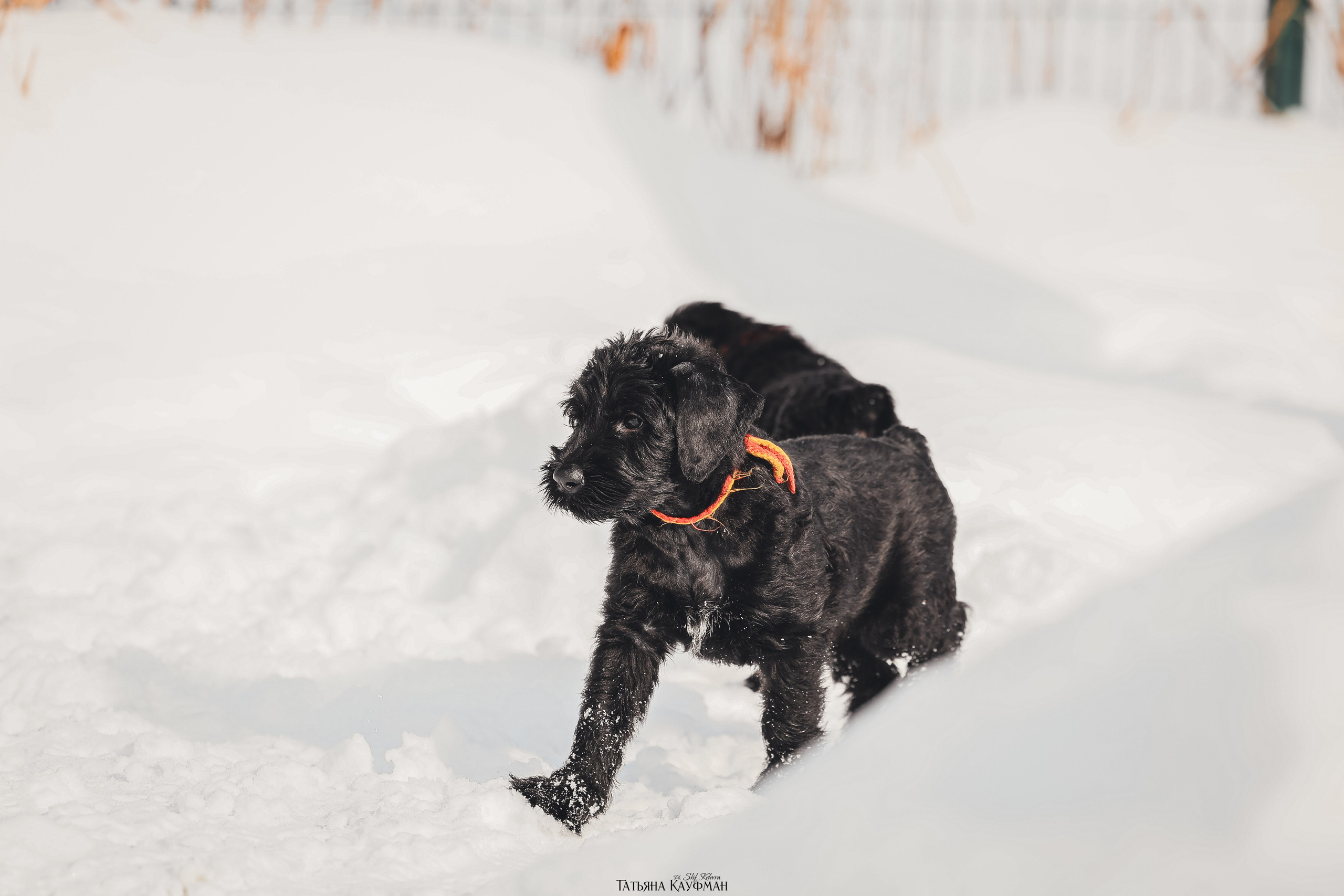 Ризеншнауцер, щенки ризеншнауцера, купить ризеншнауцера, купить щенка, ризеншнауцер Новосибирск, фотосъемка щенков, фотосессия собак, заказать фотосессию, фотографии щенков, сфотографировать щенка, фотограф Анималист, фотограф собак Новосибирск, фотограф анималист Новосибирск