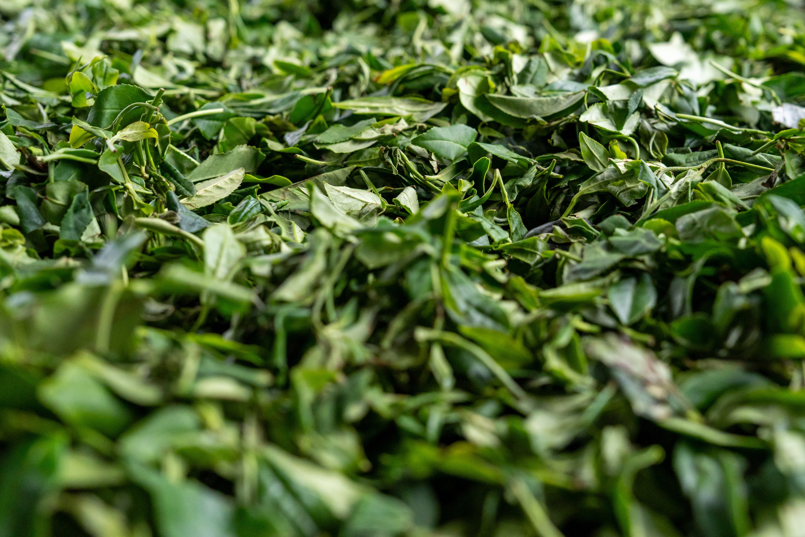 Яндекс.Еда — Сочинский чай. Репортажный фотограф в Красной Поляне и Сочи Павлюченко Екатерина