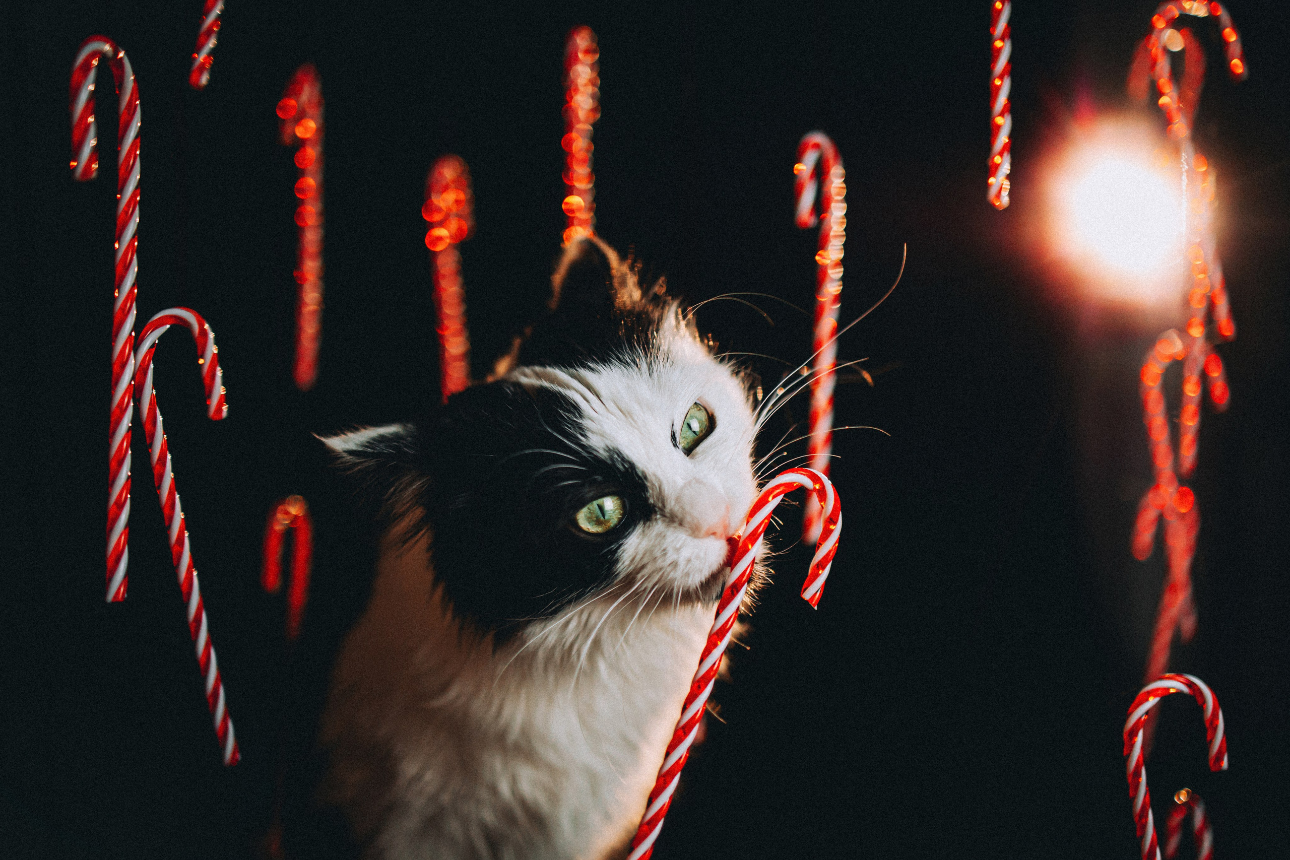 Джек, Бет и Кову