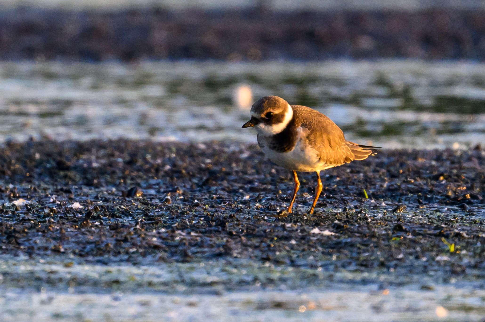 Галстучник и турухтаны. The common ringed plover and Ruffs. Фотограф Сергей Пупонин
