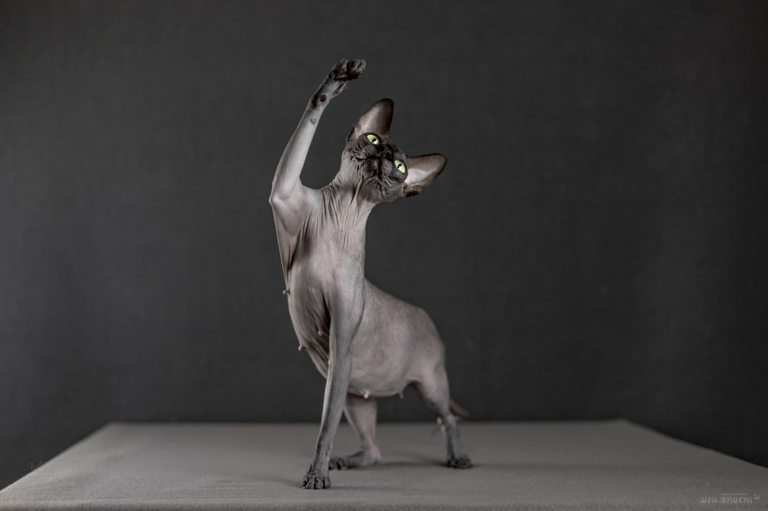 Черная киса сфинкс. Фотограф анималист Аня Ливанова | Рыбинск