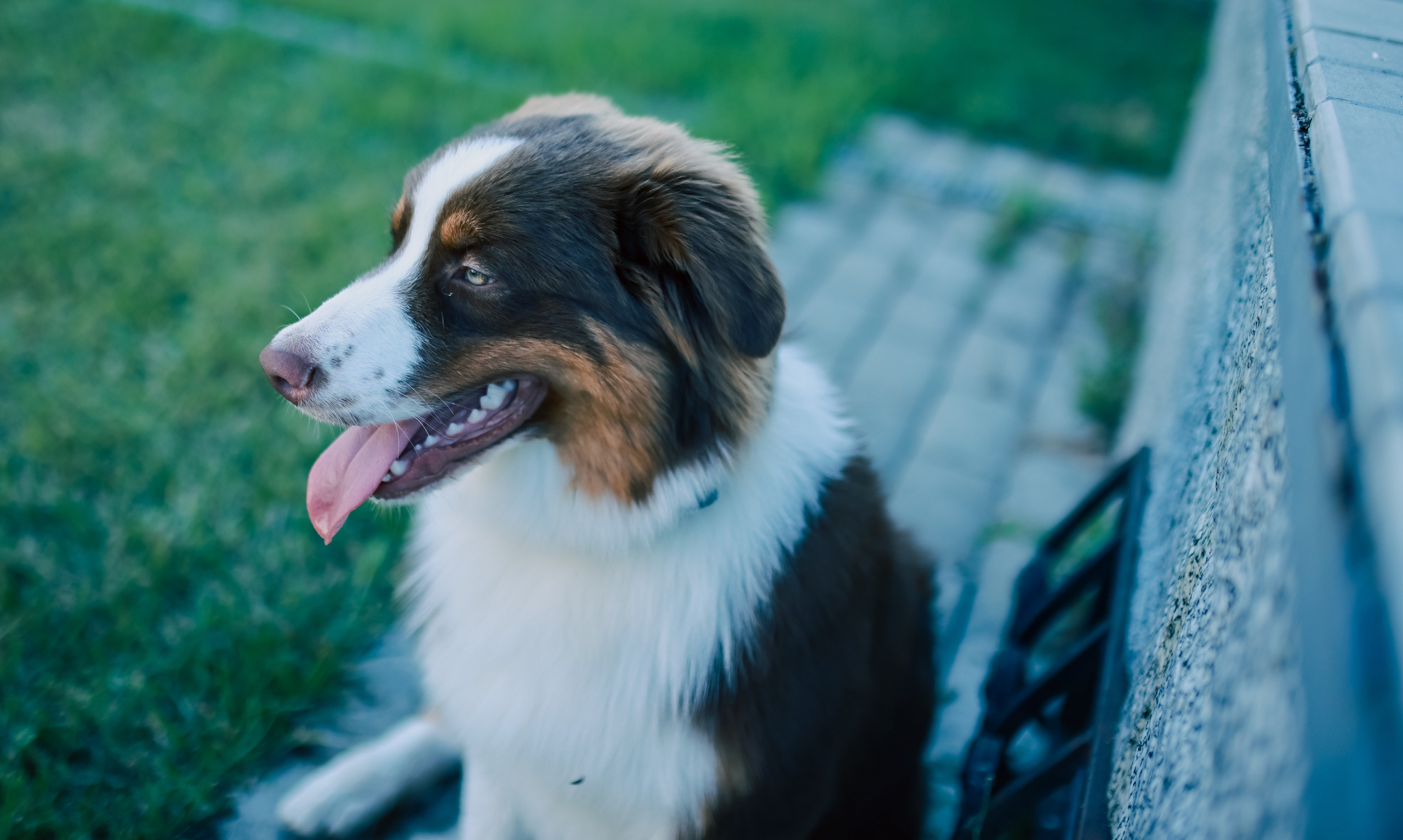 Аусси 2. Фотограф репортажей и стритфотосессий в Москве Людмила Смирнова