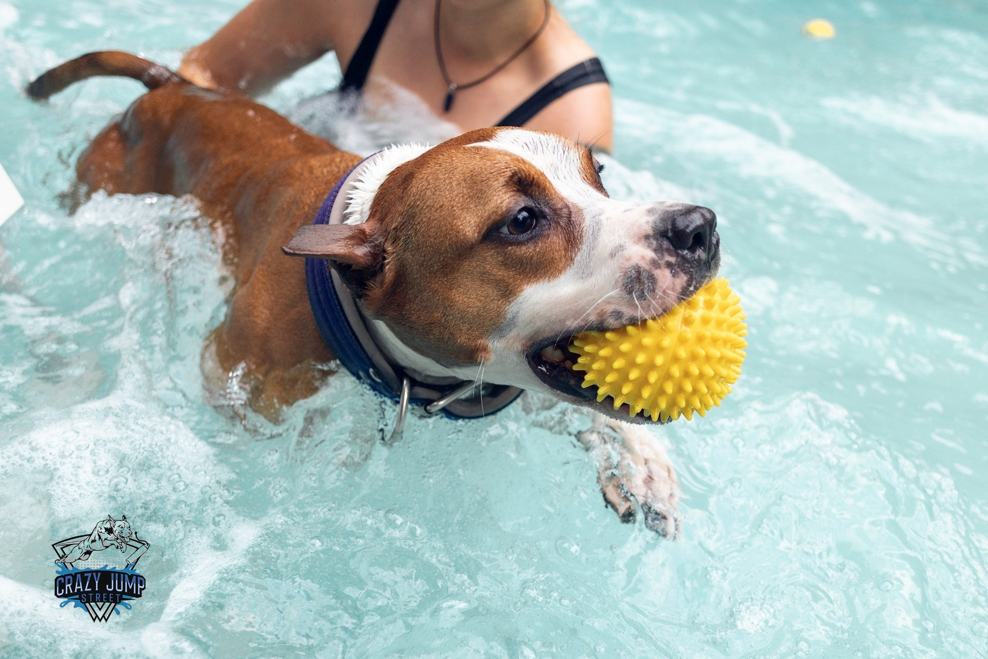 Собаки, спорт, Док дайвинг. Свадебный и репортажный фотограф в Москве и Московской области