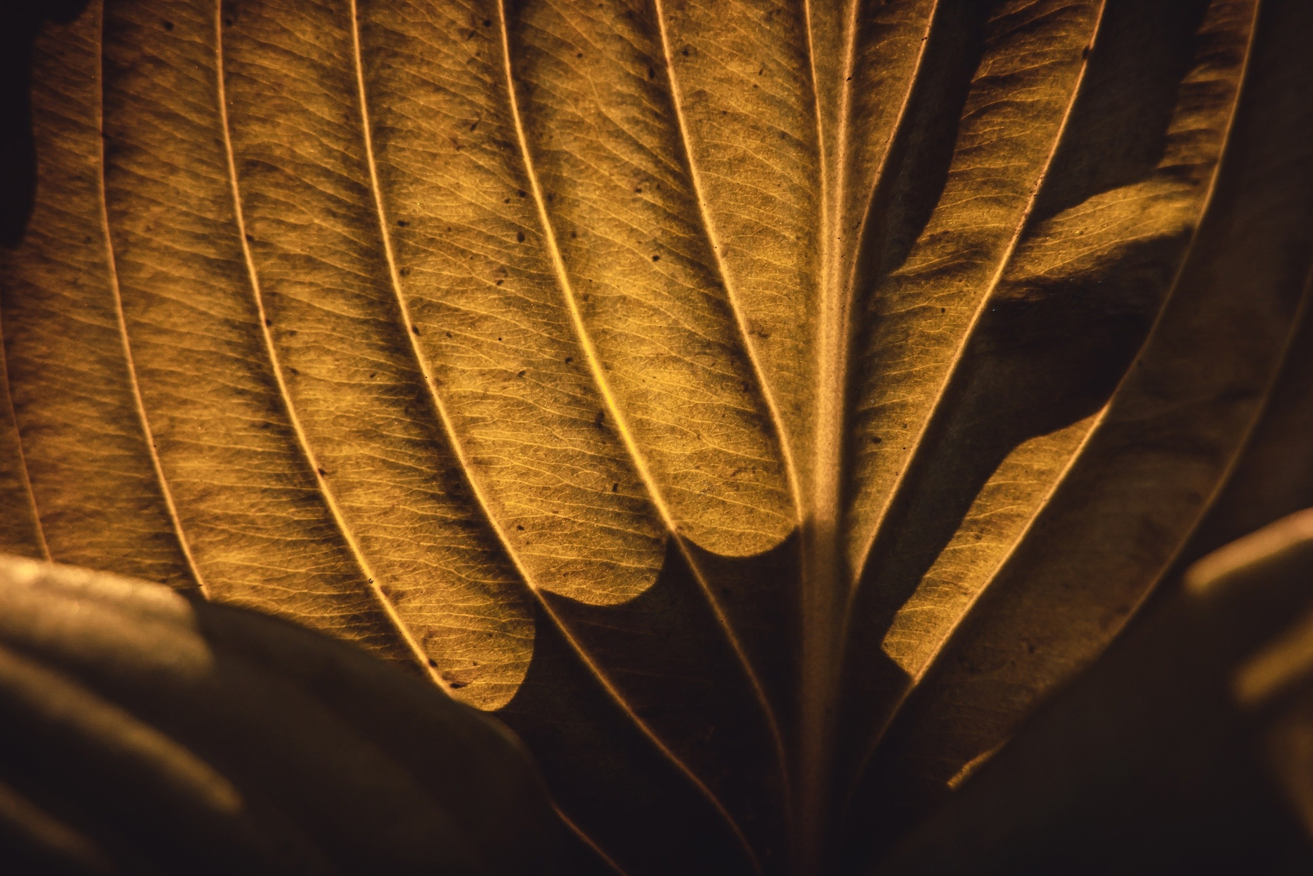 Макро. Предметный фотограф в Воронеже Дмитрий Игнатов