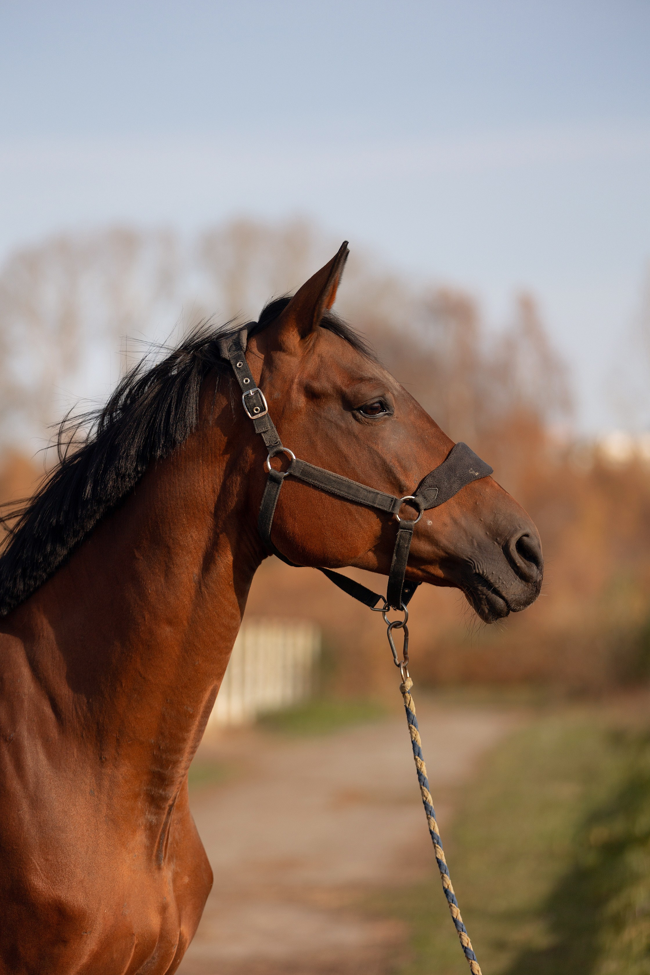 Лошади. Конный фотограф Валынкина Лера