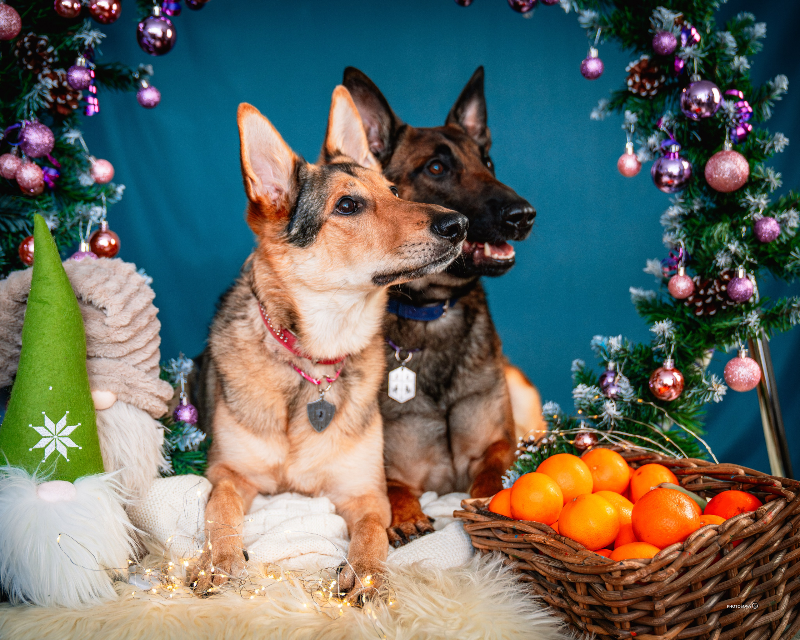 ФОТОПАМЯТЬ ВАШИХ ЭМОЦИЙ. Фотограф-анималист, семейный фотограф в Москве и Подмосковье. Фотосъёмка кинологических дисциплин