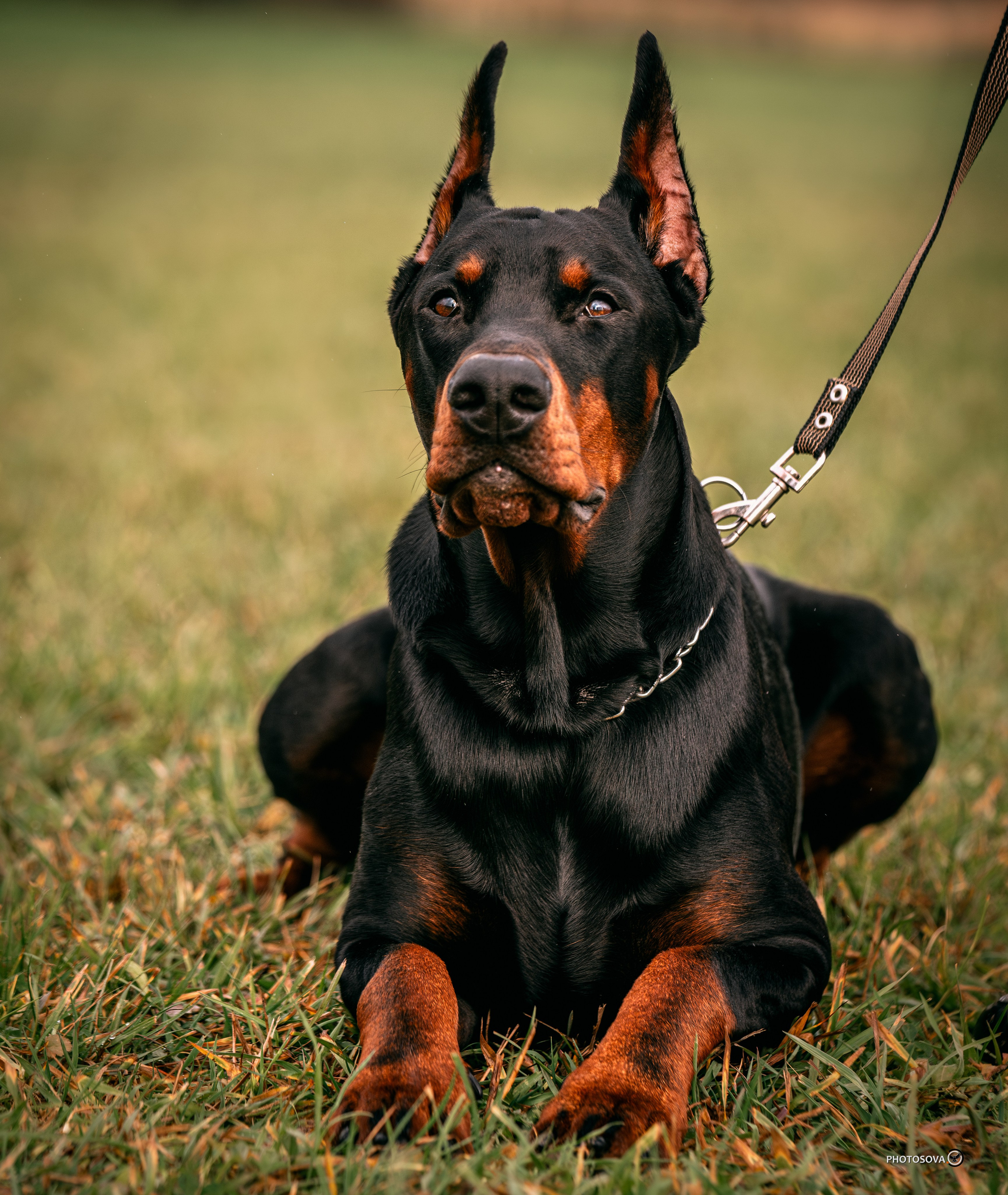 МЫ — КОМАНДА (соревнования) OKD, BH, IBGH, IGP. Фотограф-анималист, семейный фотограф в Москве и Подмосковье. Фотосъёмка кинологических дисциплин