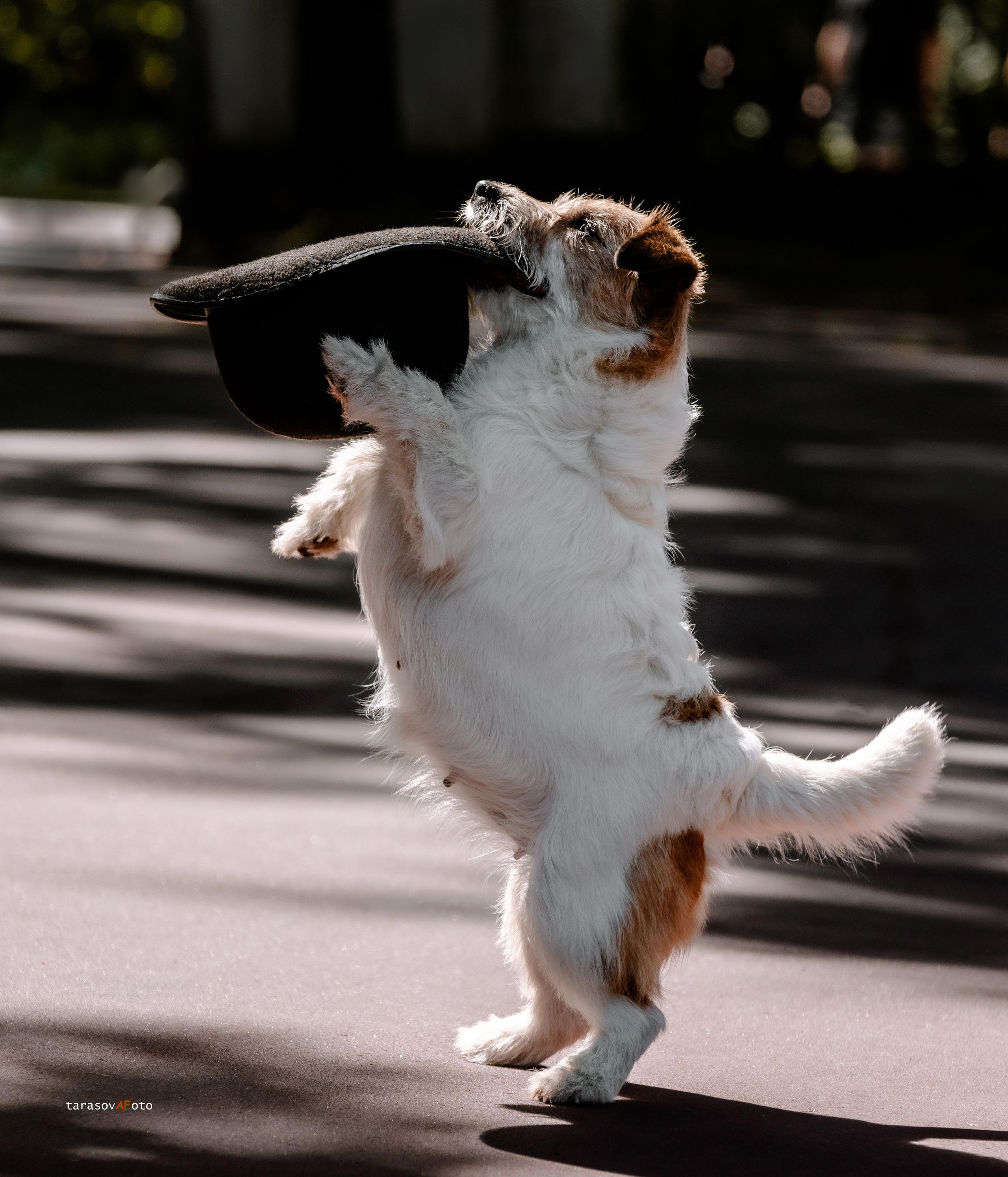 ФОТОПАМЯТЬ ВАШИХ ЭМОЦИЙ. Фотограф-анималист, семейный фотограф в Москве и Подмосковье. Фотосъёмка кинологических дисциплин