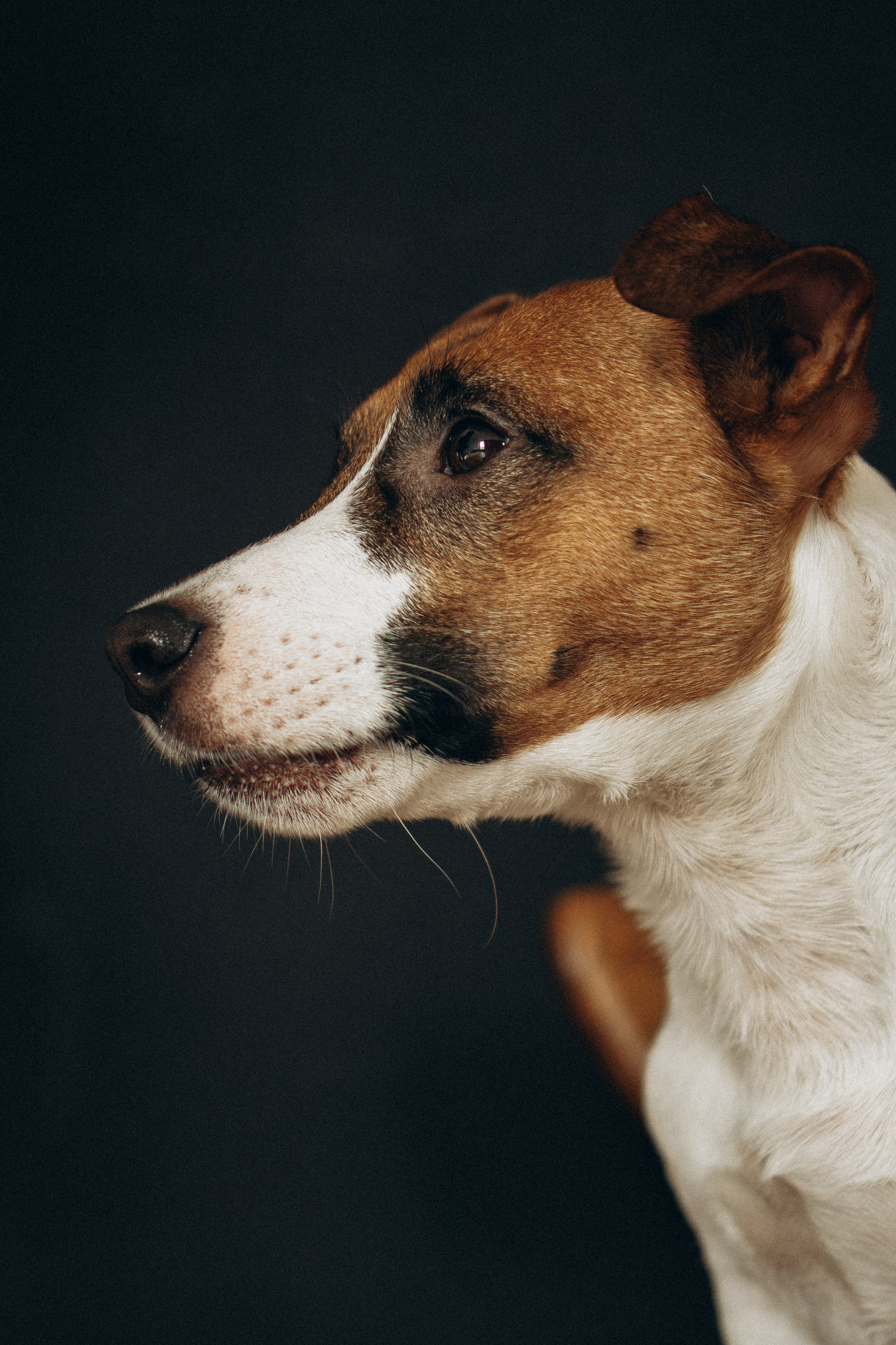 Orozyme&Emmiepet. Фотораф — анималист Мария Шистка