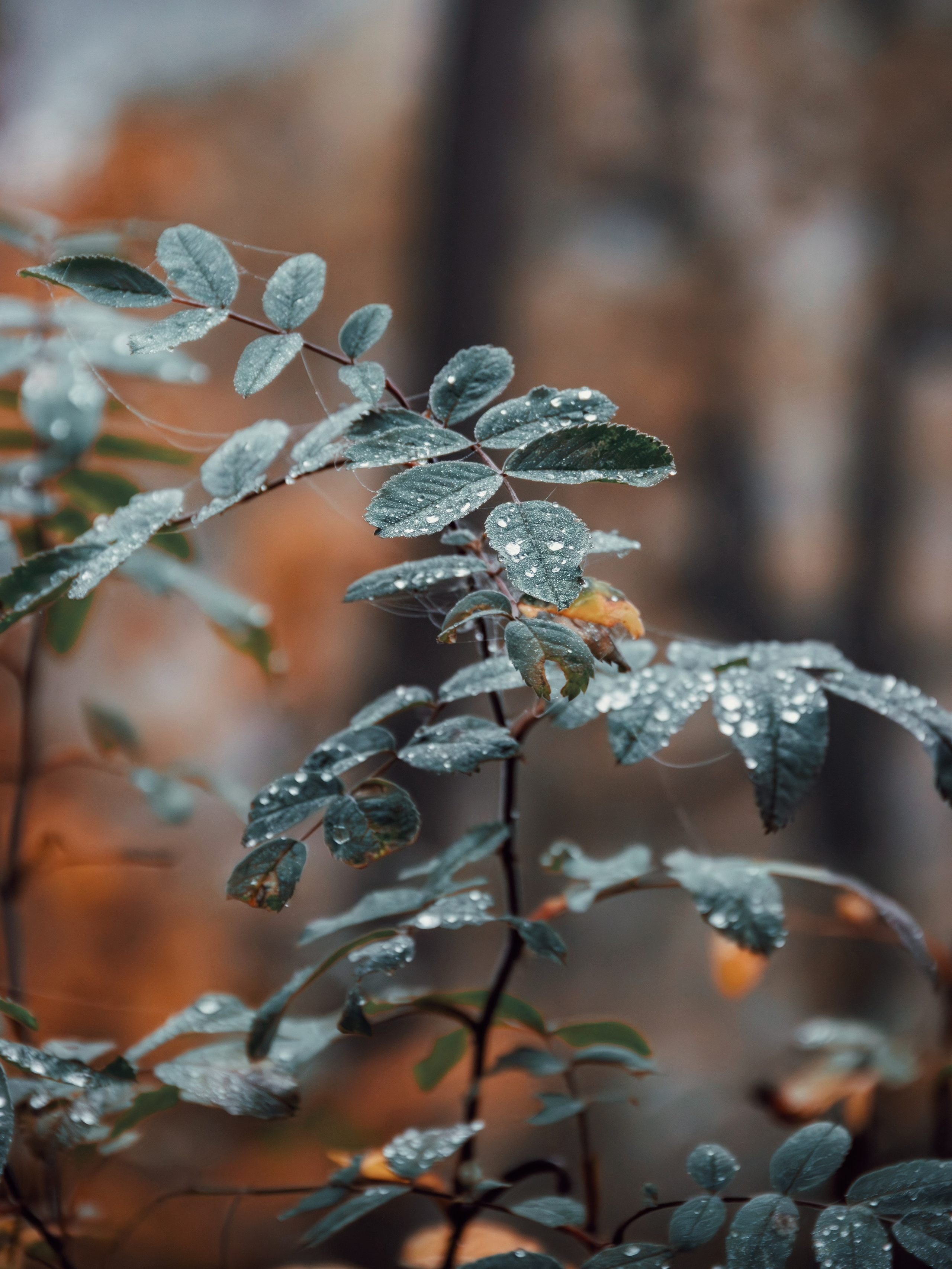 Октябрьский туман. С любовью, фотохудожник
