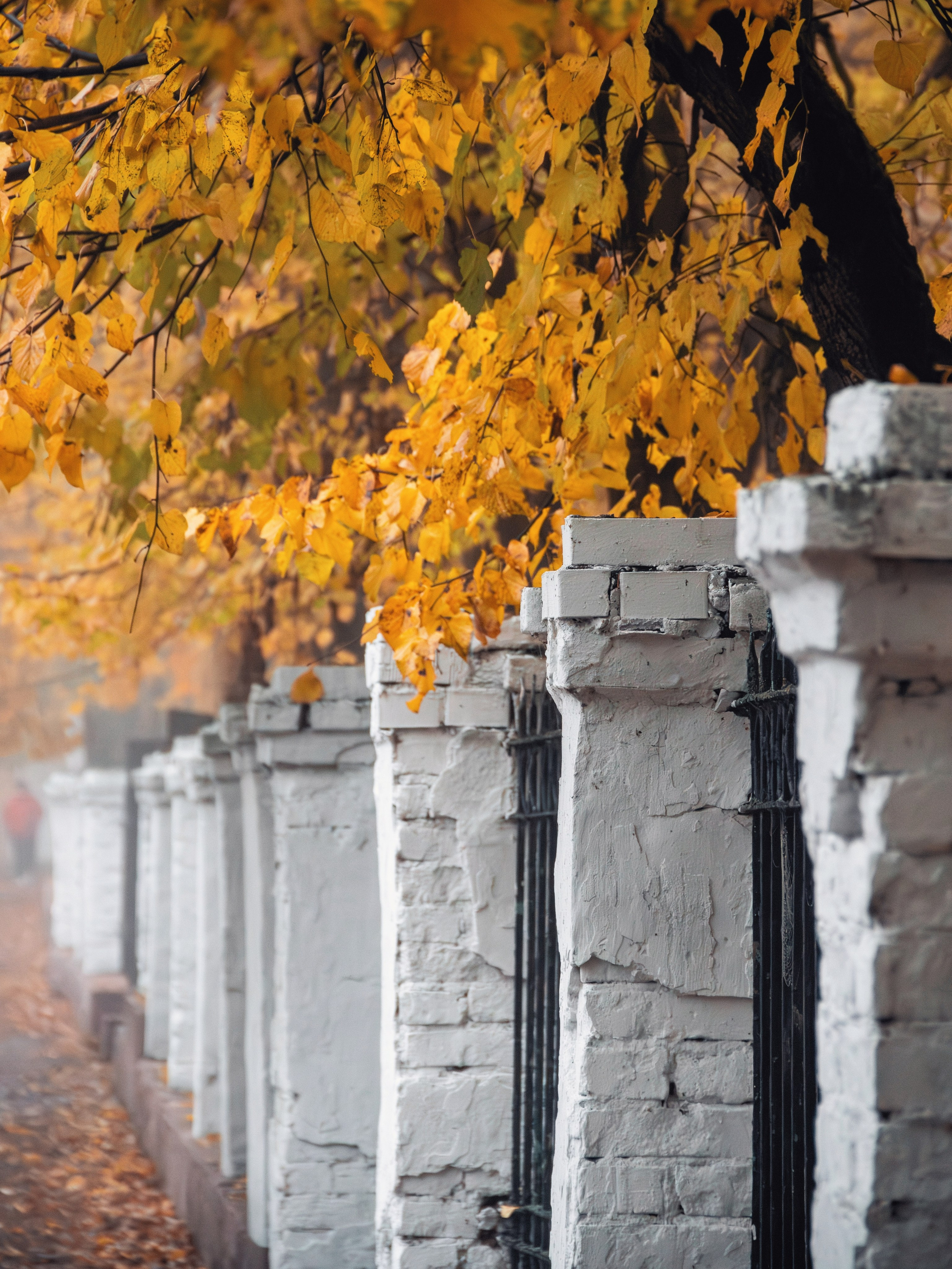 Октябрьский туман. С любовью, фотохудожник