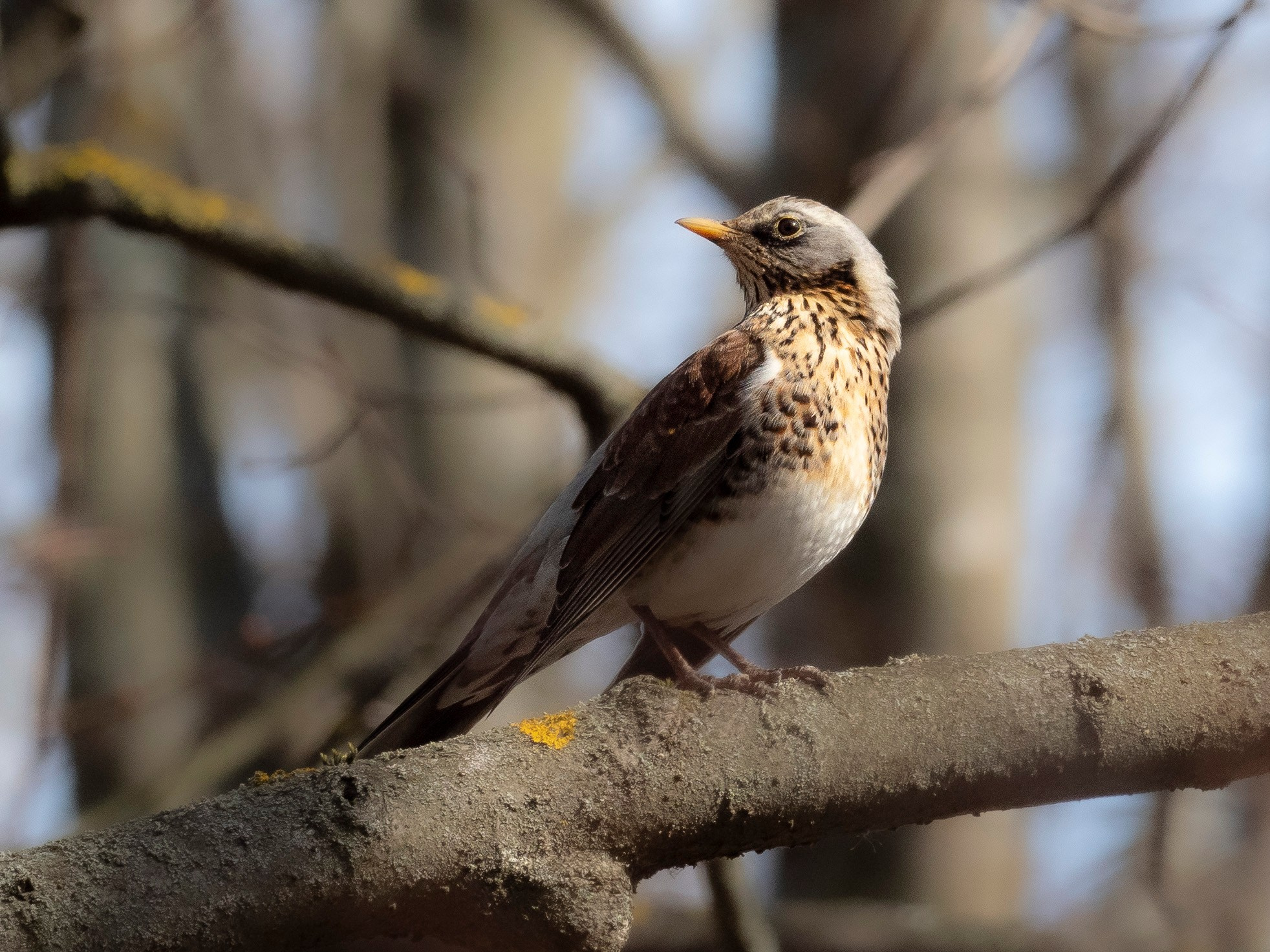 Фотоохота. Вижу