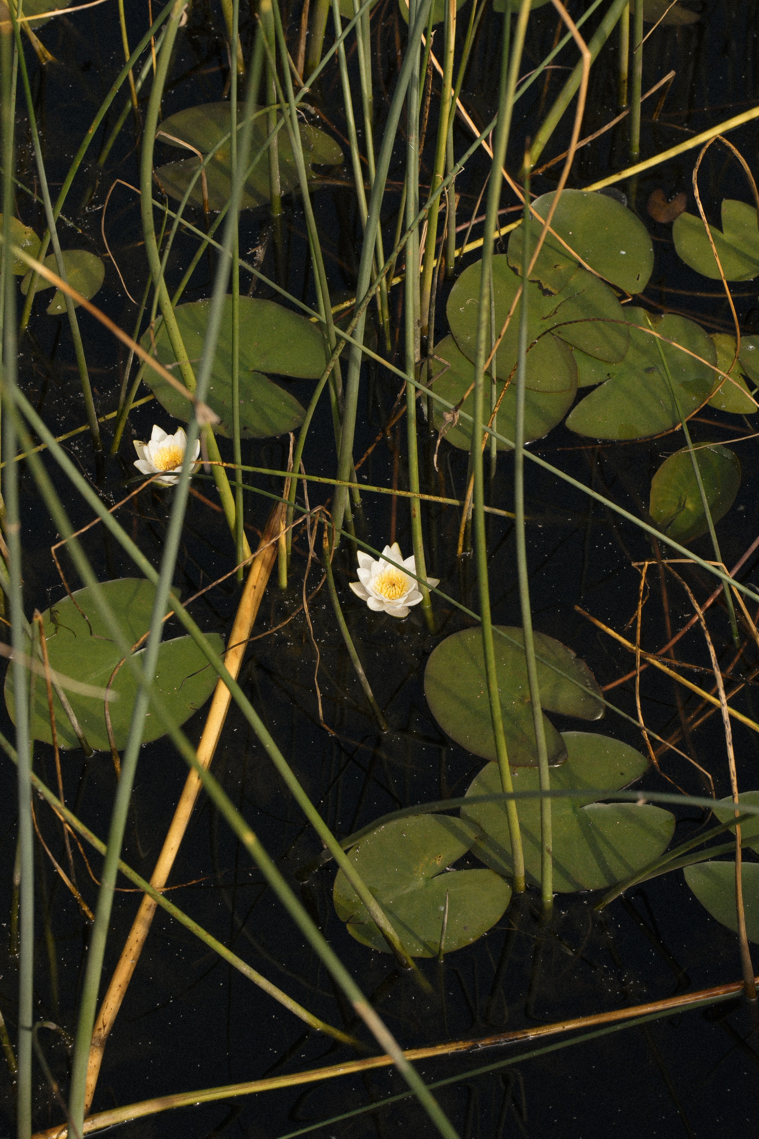 У вас все еще впереди. Свадебный фотограф Москва Светлана Анисимова