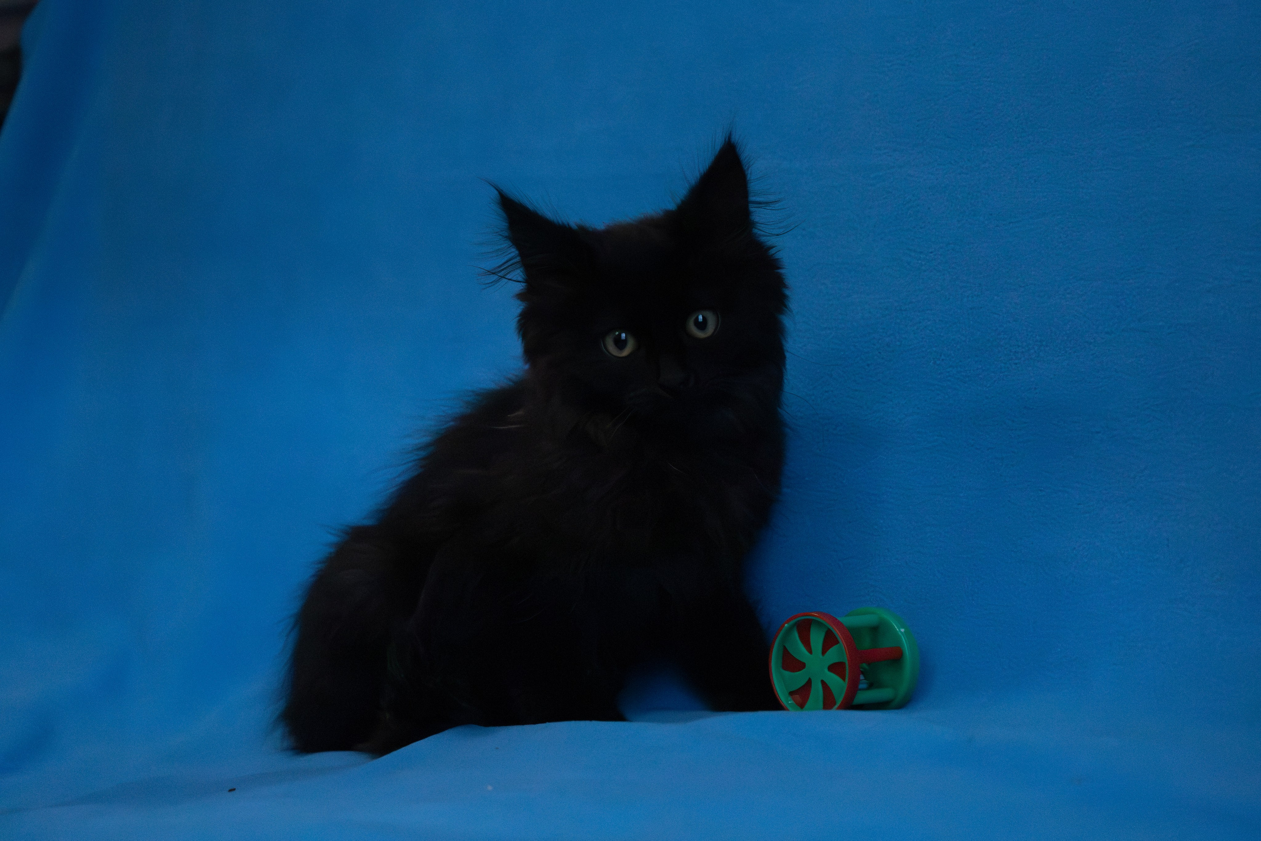 Домашняя съемка кота Черныша для поиска семьи. Фотограф-анималист в Москве Екатерина Тихонова