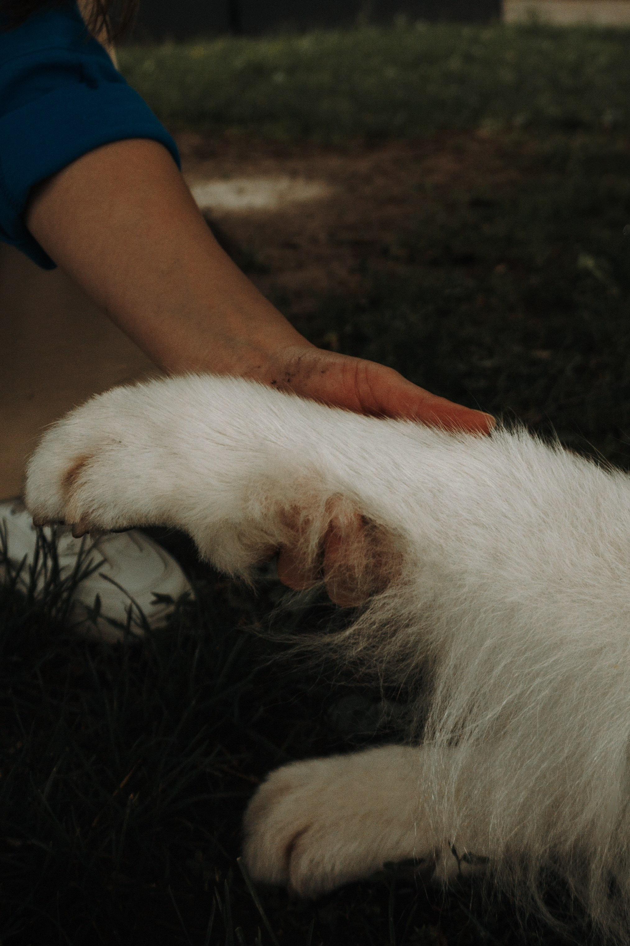 Прогулочная фотосессия девушки в парке с собакой самоедом. Фотограф-анималист в Москве Екатерина Тихонова