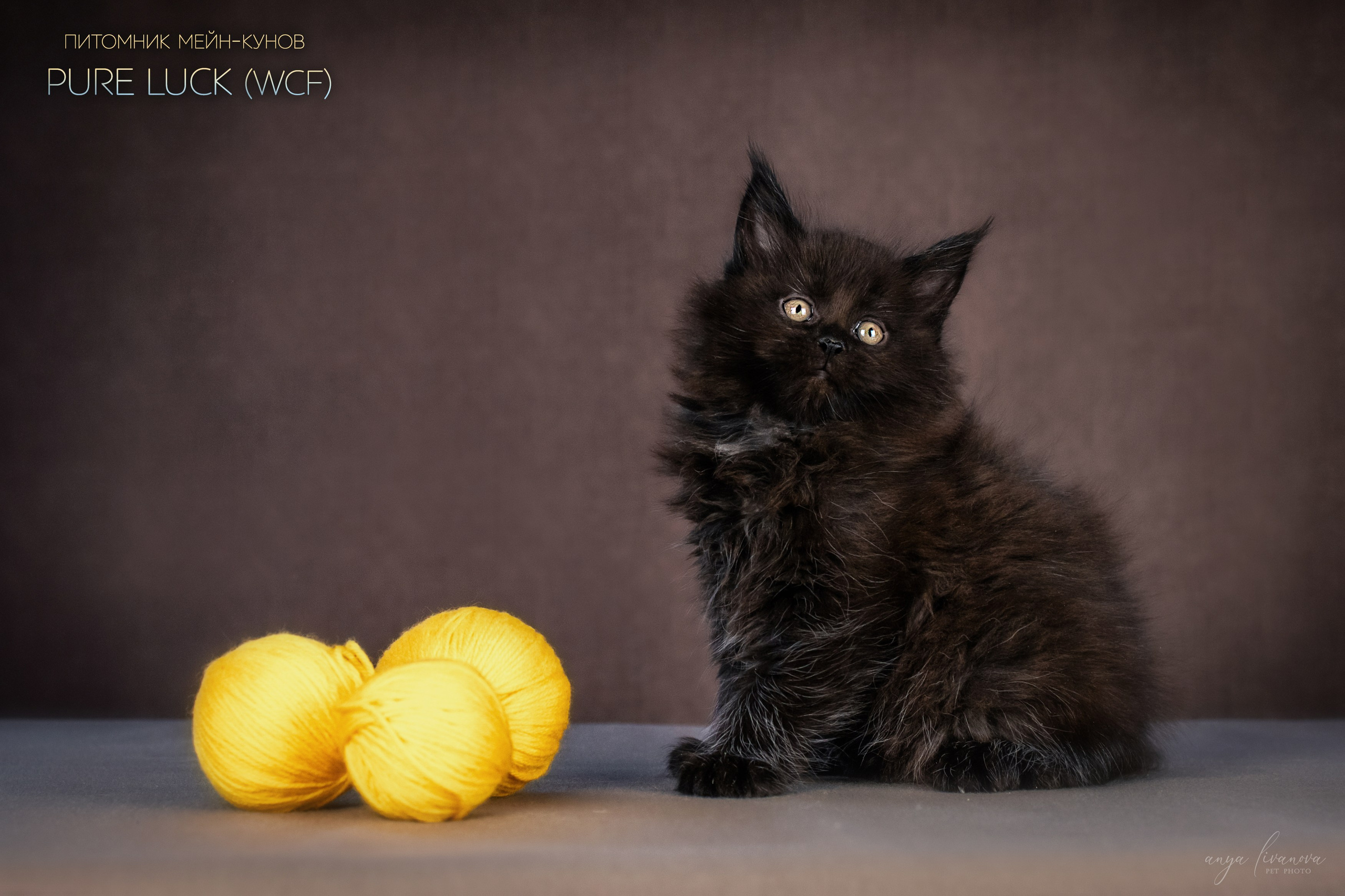 Мейнкуны. Фотограф анималист Аня Ливанова | Рыбинск