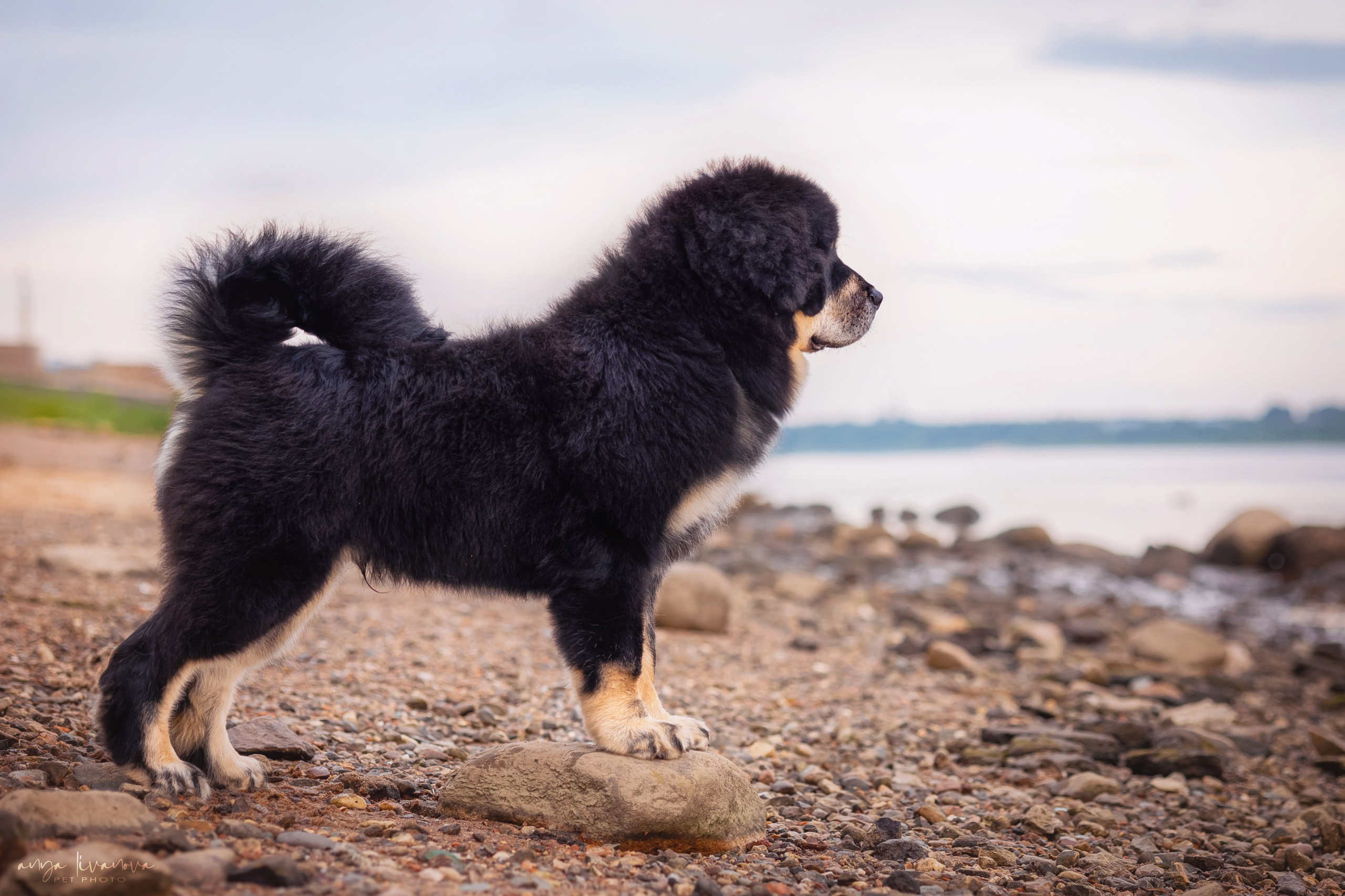 Лео. Фотограф анималист Аня Ливанова | Рыбинск