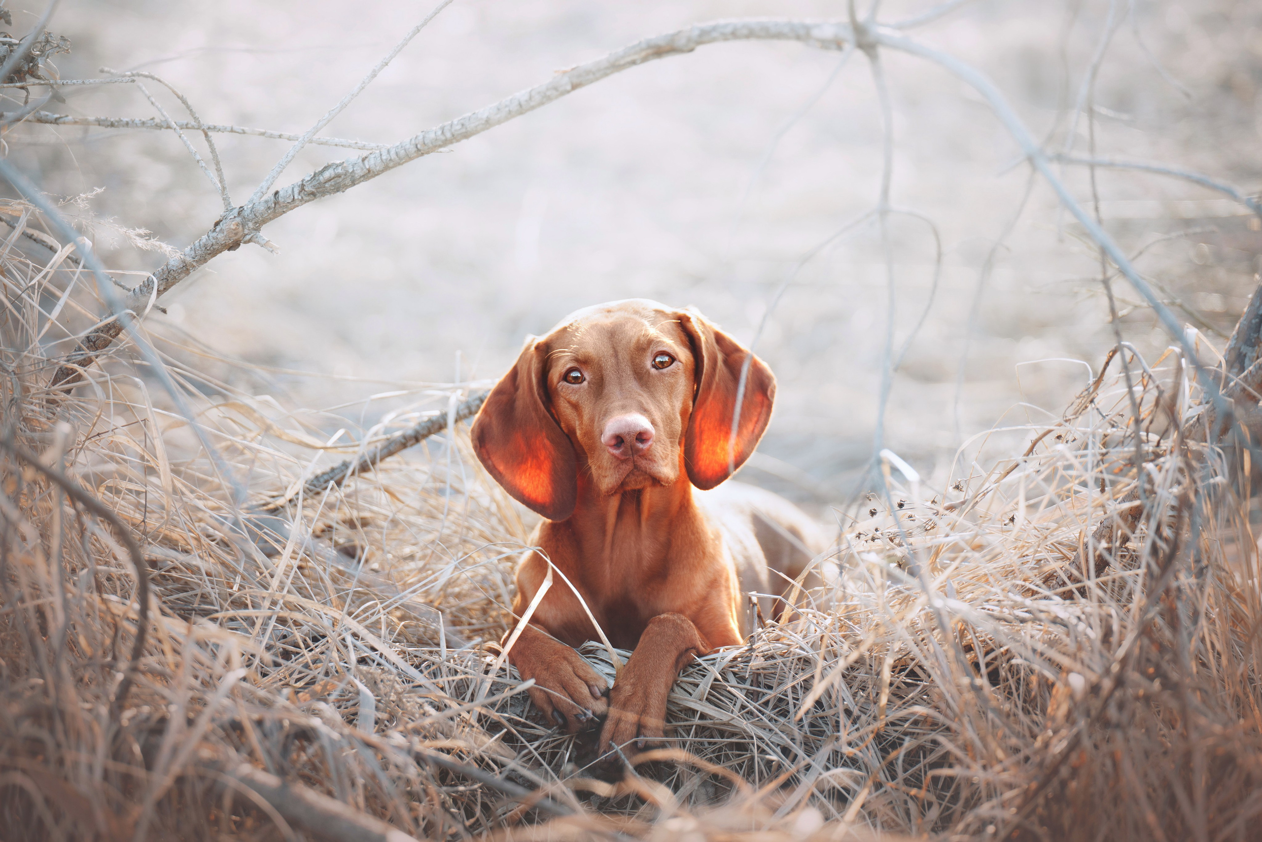 Фотограф анималист Осипчикова Мария