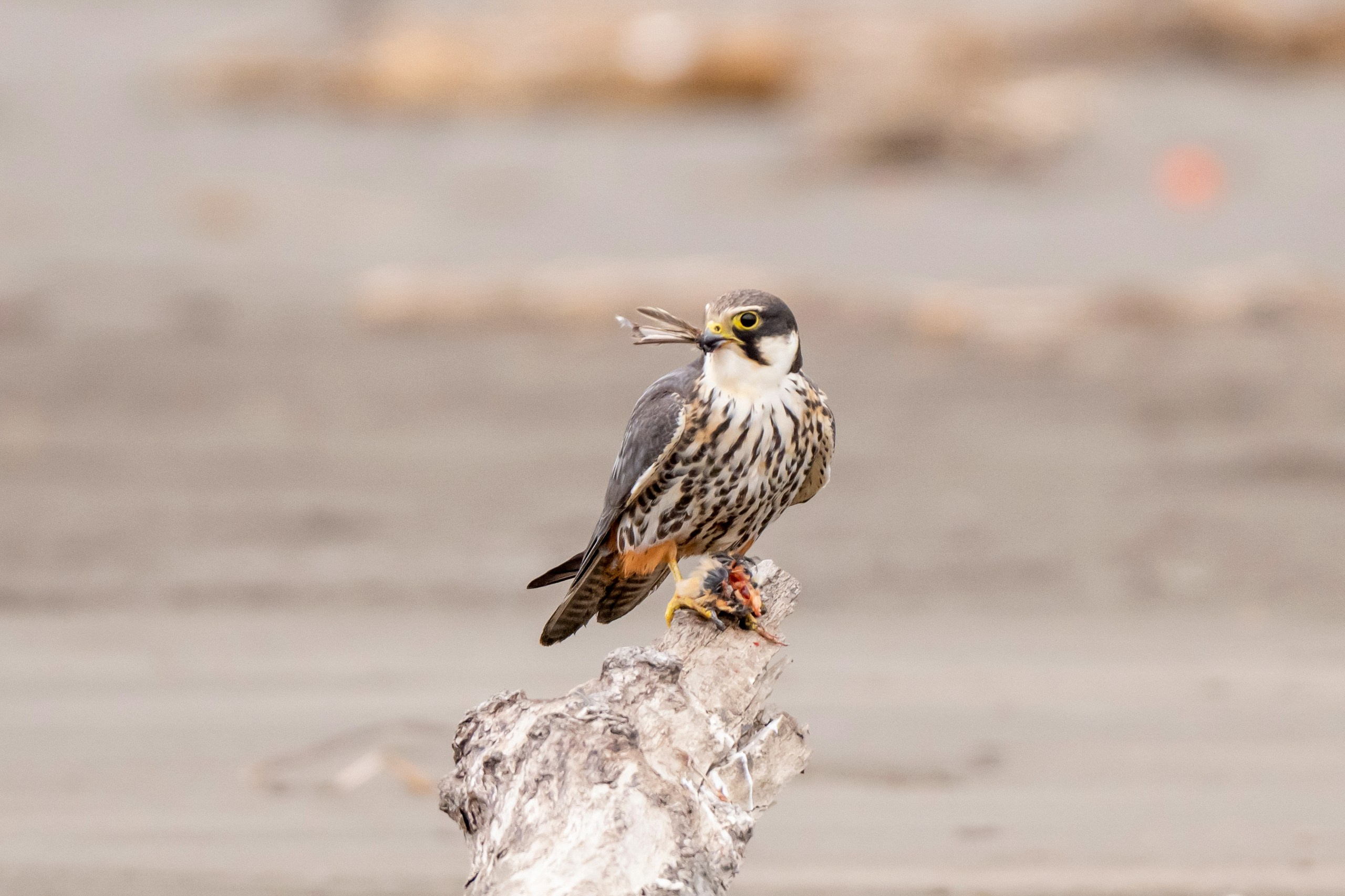 Пейзажный фотограф, Фотографии дикой природы. Foto-Zuev фотография как искусство