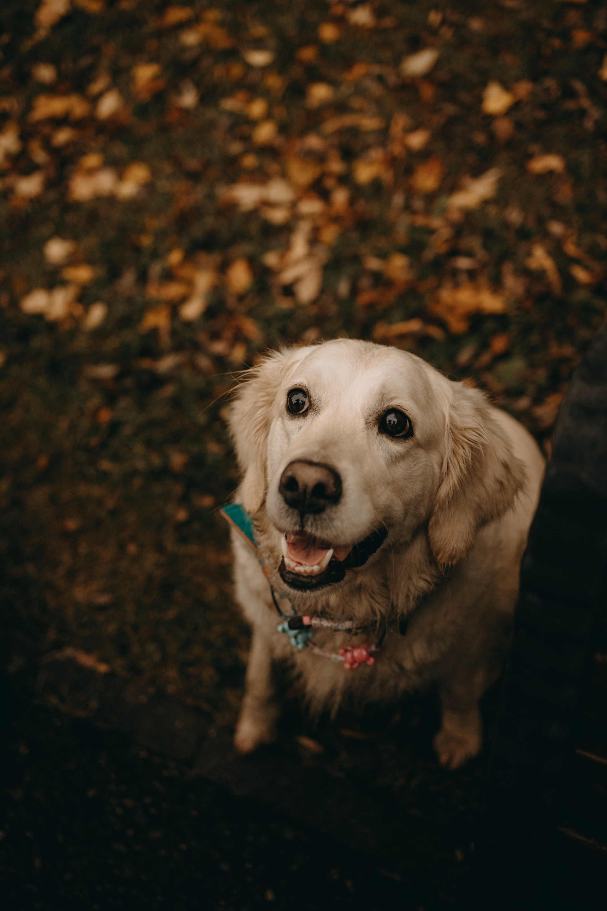 Женя и ее девочки. Фотограф — Анималист | Санкт-Петербург