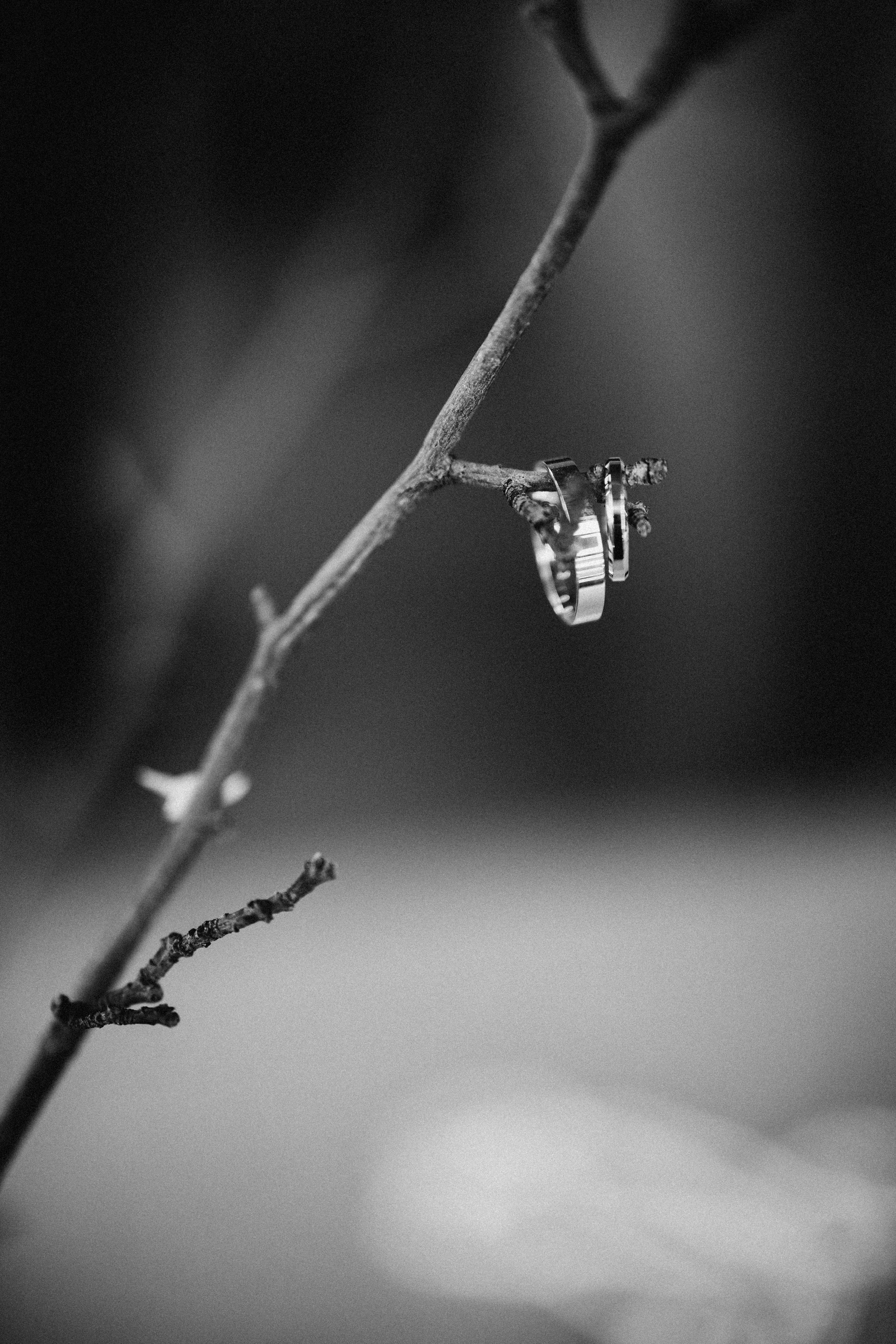 Dandelions. Daria Chigintseva Photographer