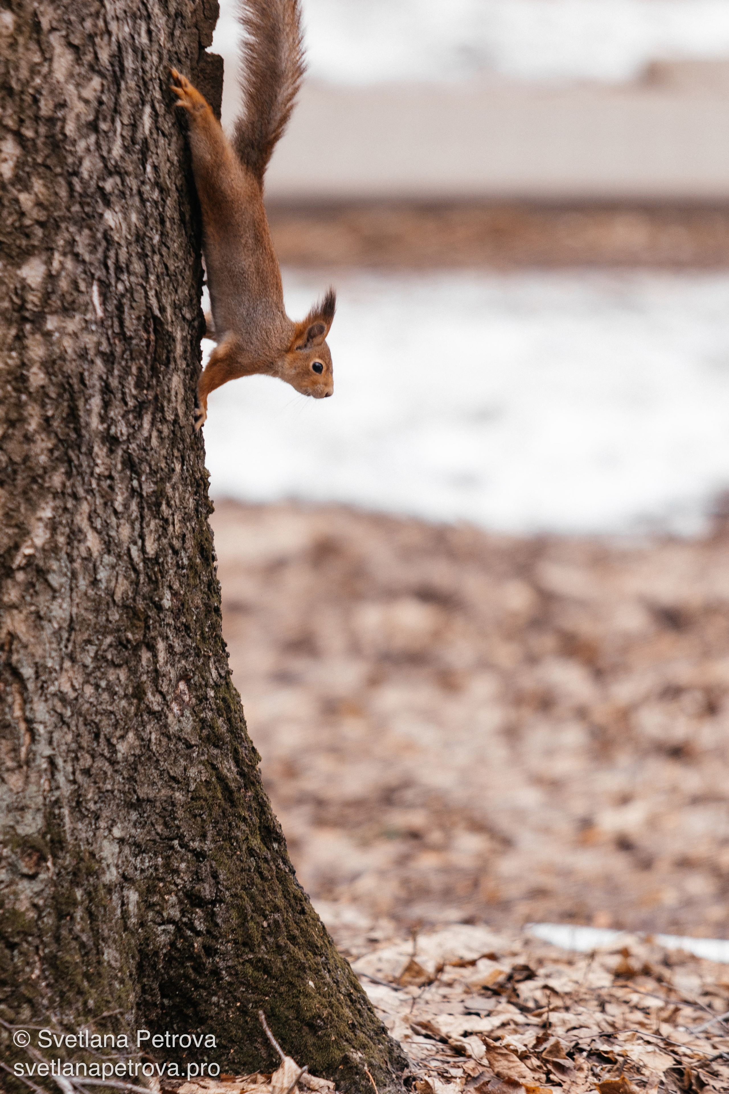 Белочки. Весна 2026. Фотограф Светлана Петрова
