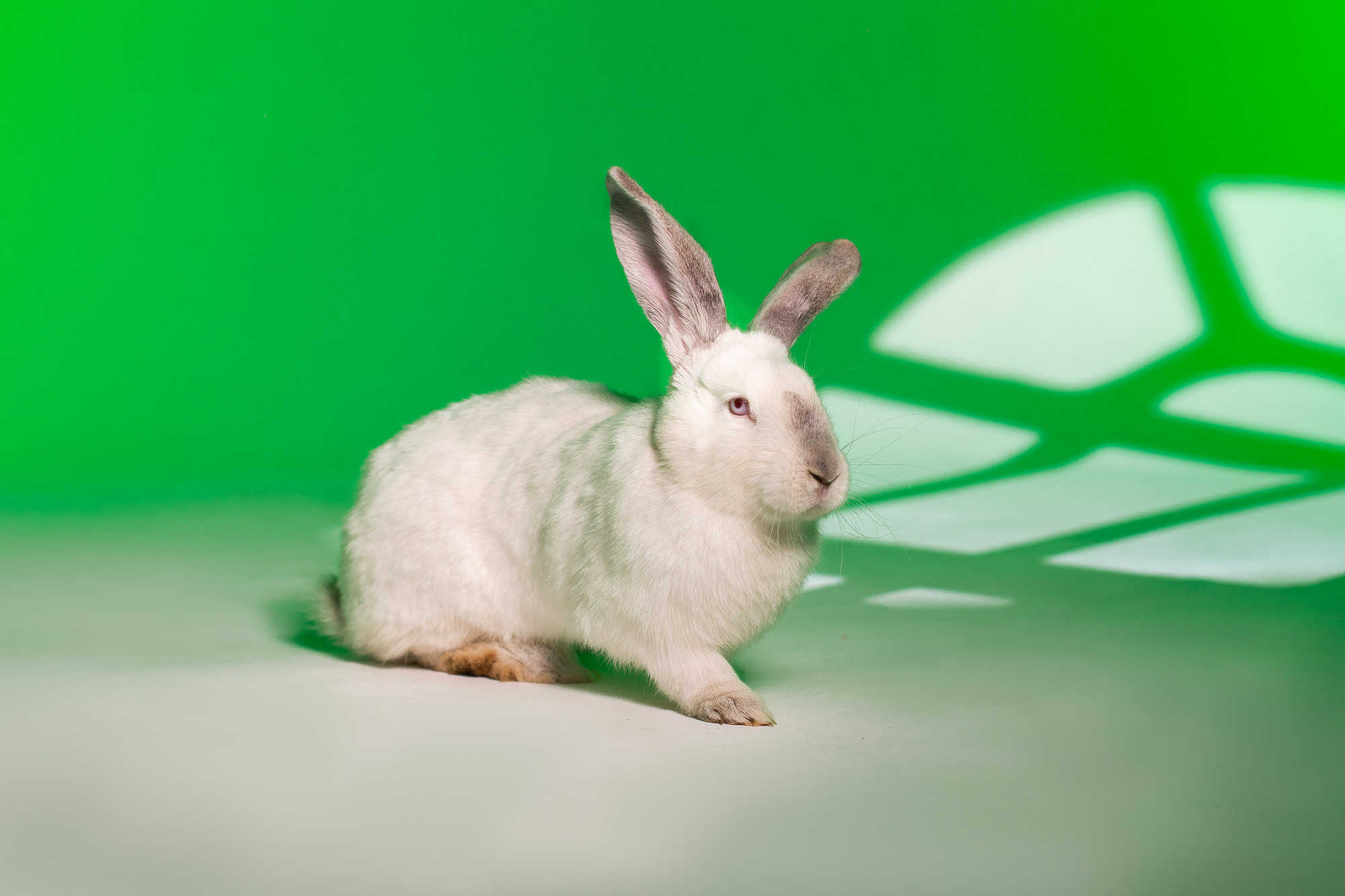 Алиса (студийная съемка). Творческий фотограф Вологда