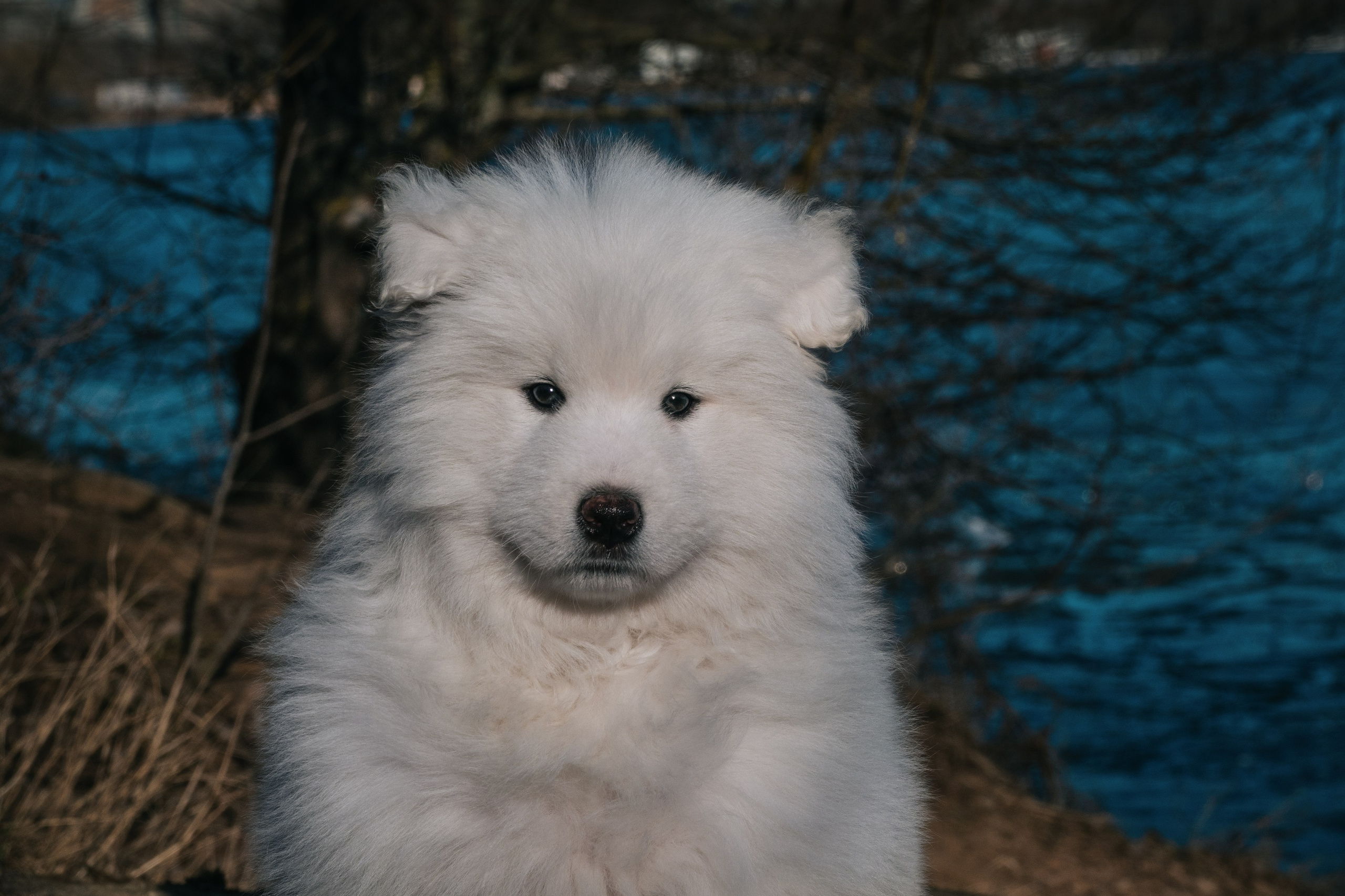 Очаровательный малыш Балу. Фотограф-анималист в Москве Юлия Лайхо