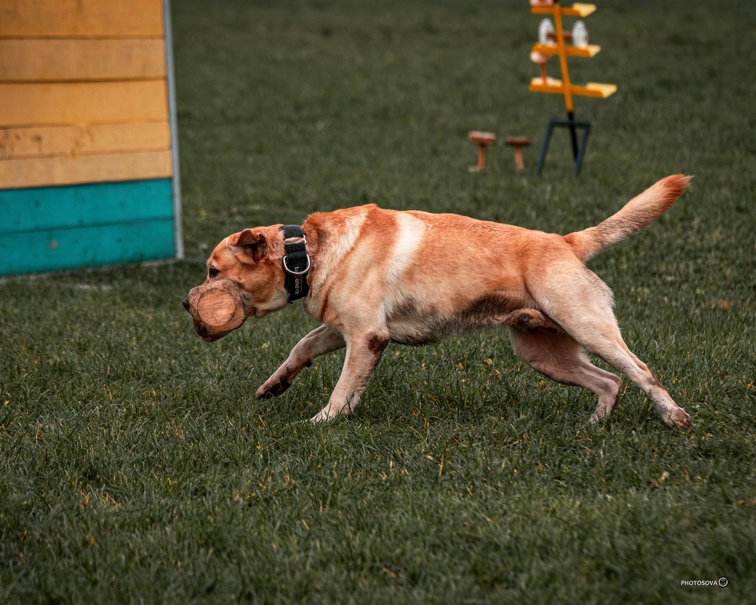 МЫ — КОМАНДА (соревнования) OKD, BH, IBGH, IGP. Фотограф-анималист, семейный фотограф в Москве и Подмосковье. Фотосъёмка кинологических дисциплин