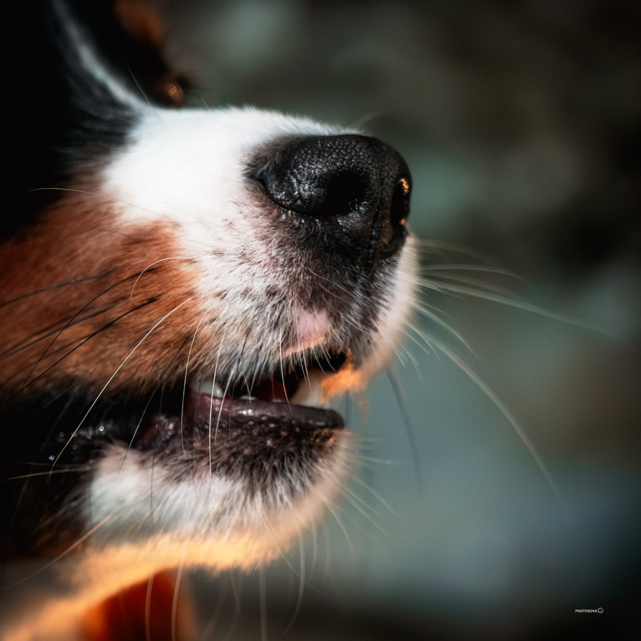ФОТОПАМЯТЬ ВАШИХ ЭМОЦИЙ. Фотограф-анималист, семейный фотограф в Москве и Подмосковье. Фотосъёмка кинологических дисциплин