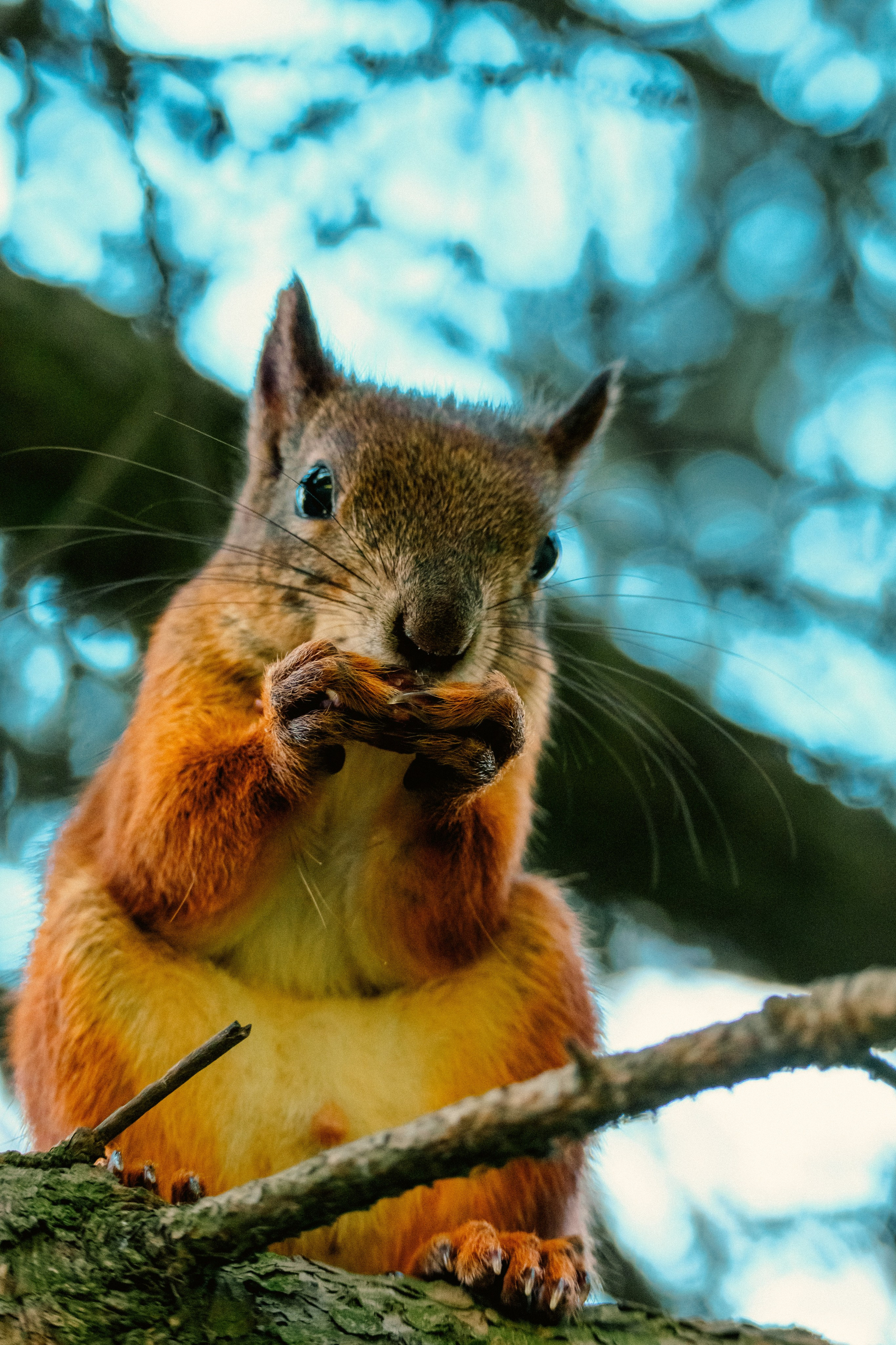 Животные. Фотограф в Санкт-Петербурге Ибрагимова Алина