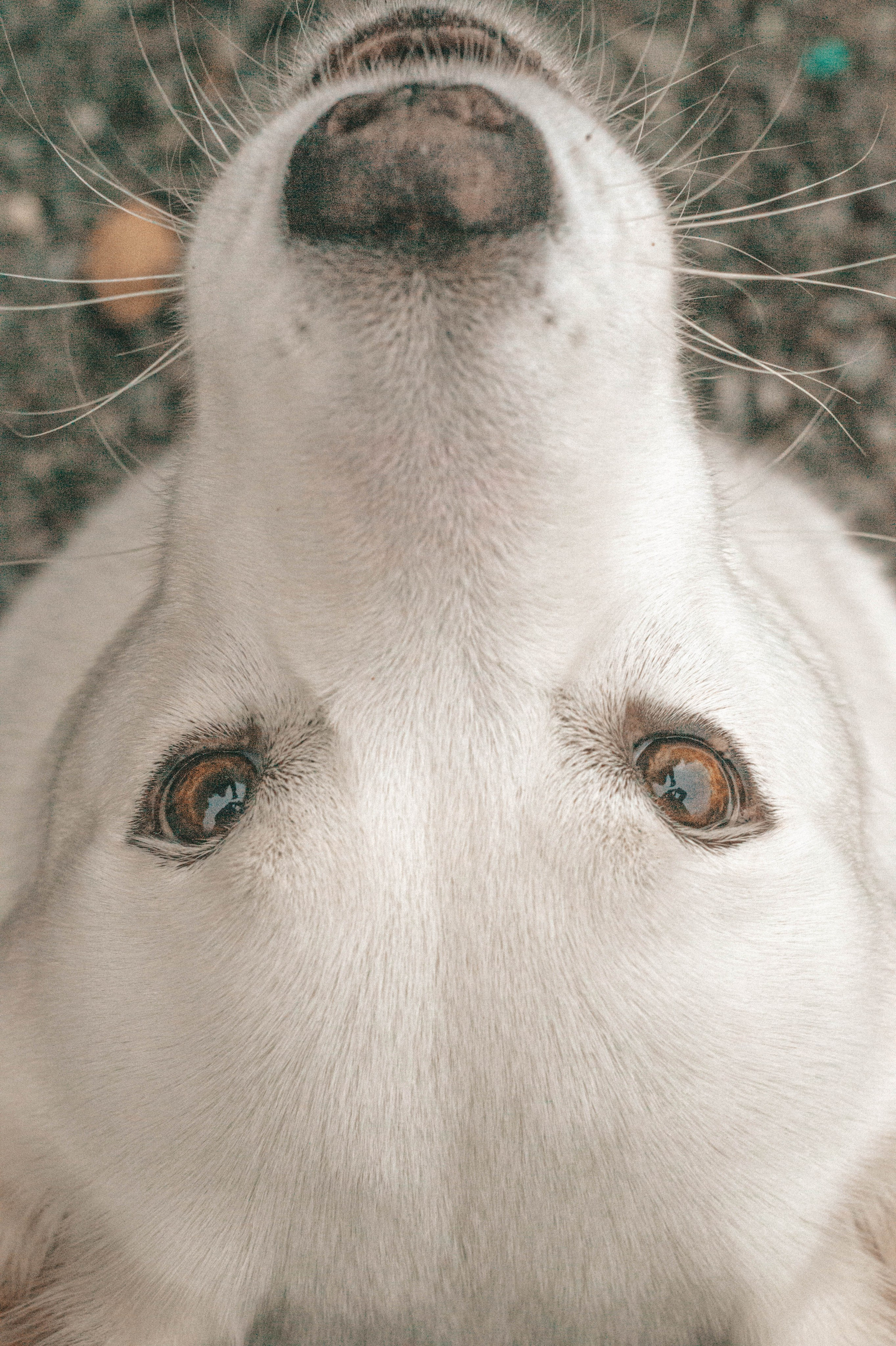 Мария&Бэлла. Профессиональный фотограф