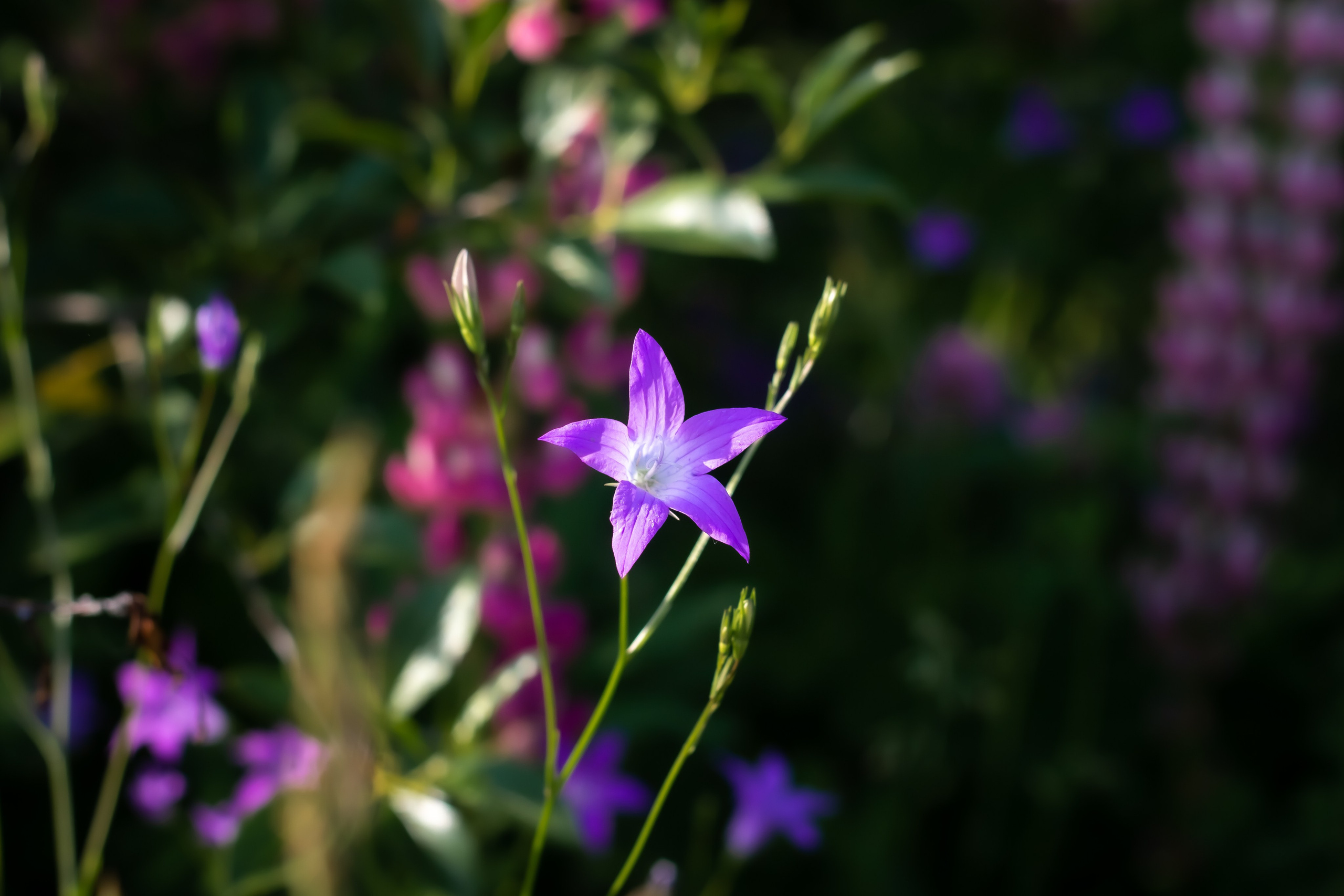 Природа. Polyframe