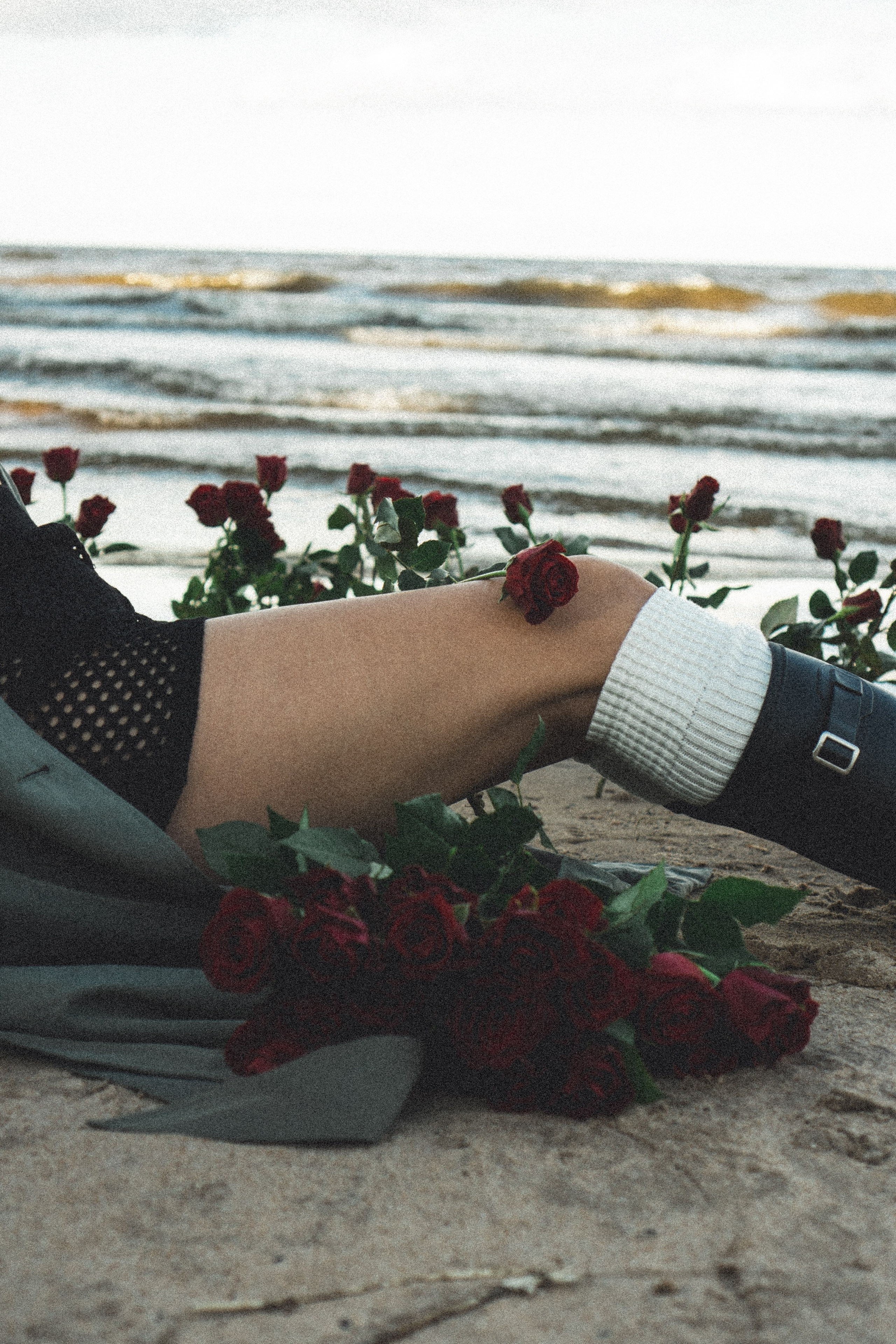 Розы. Профессиональный фотограф, Санкт-Петербург — Виктория Богомолова