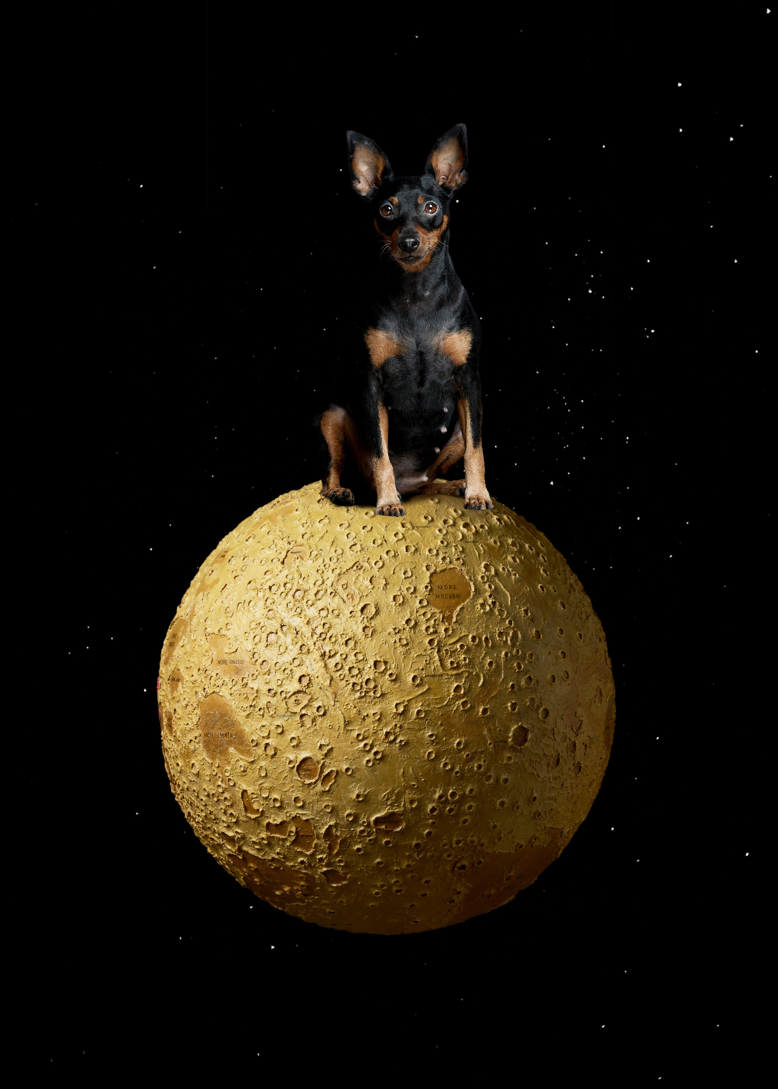 Портреты животных. Photographer Michael Stenin