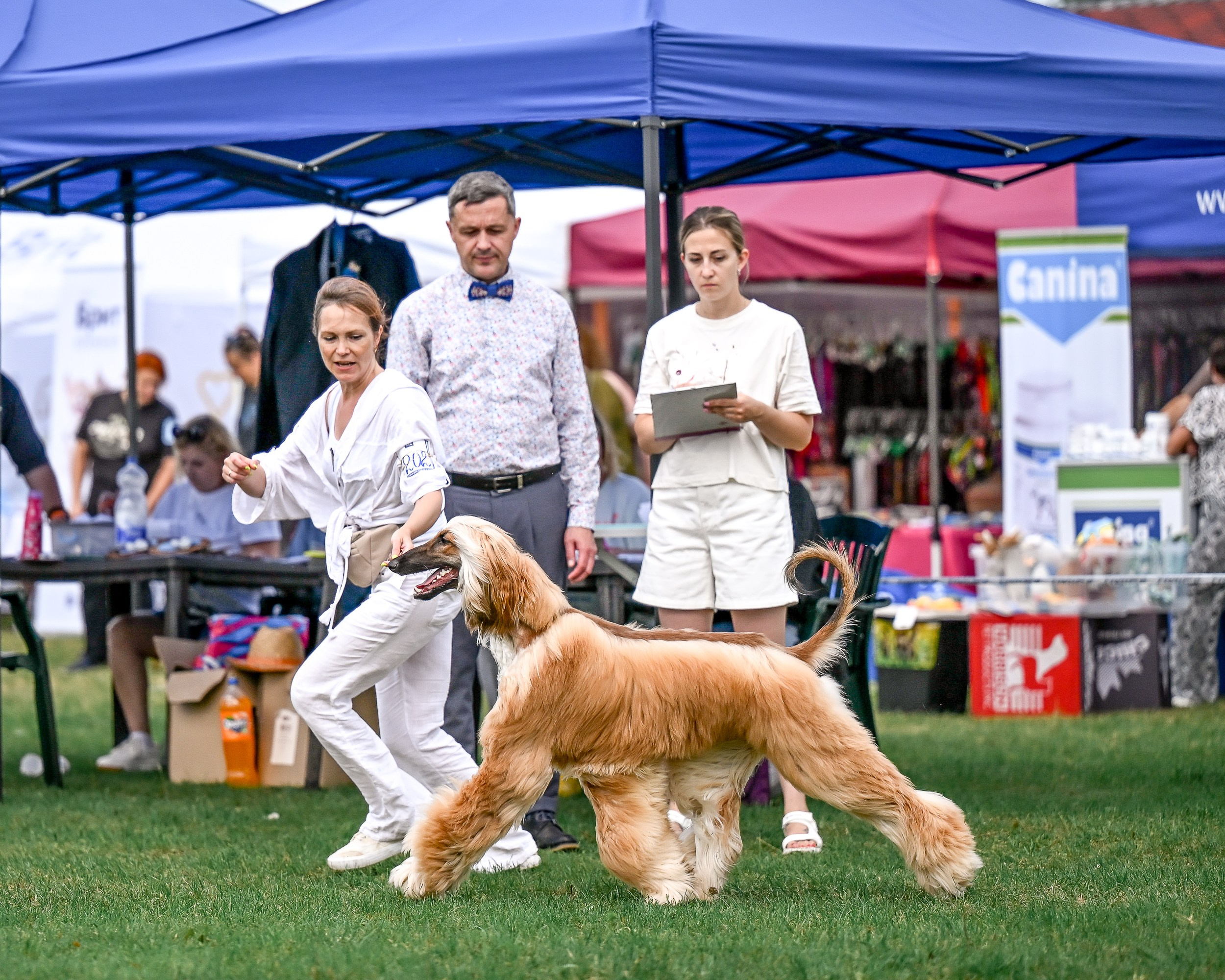 Республиканская выставка собак всех пород. Галерея фотографий афганской борзой