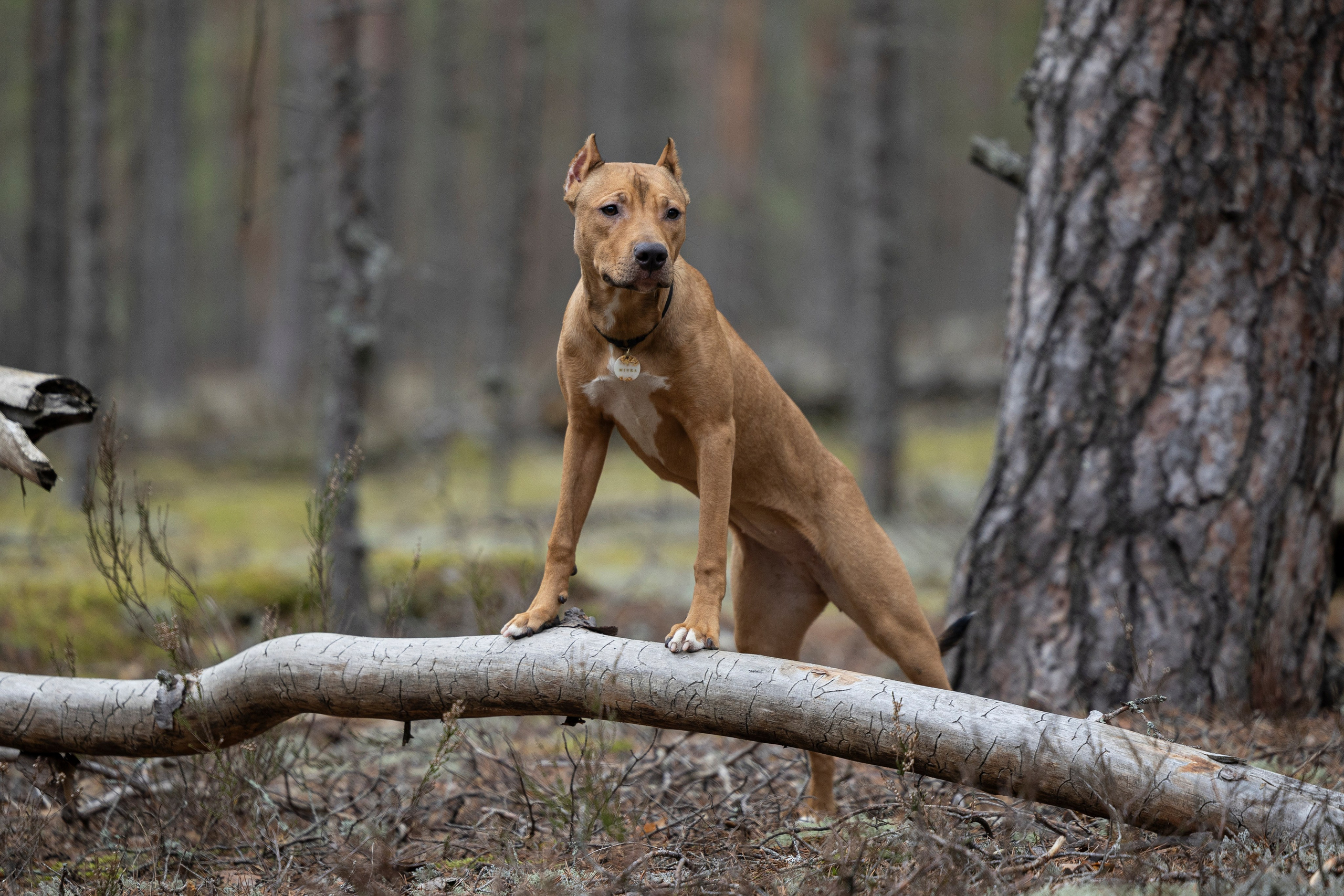 Лужские Мальдивы. Фотограф-анималист Анна Маринич