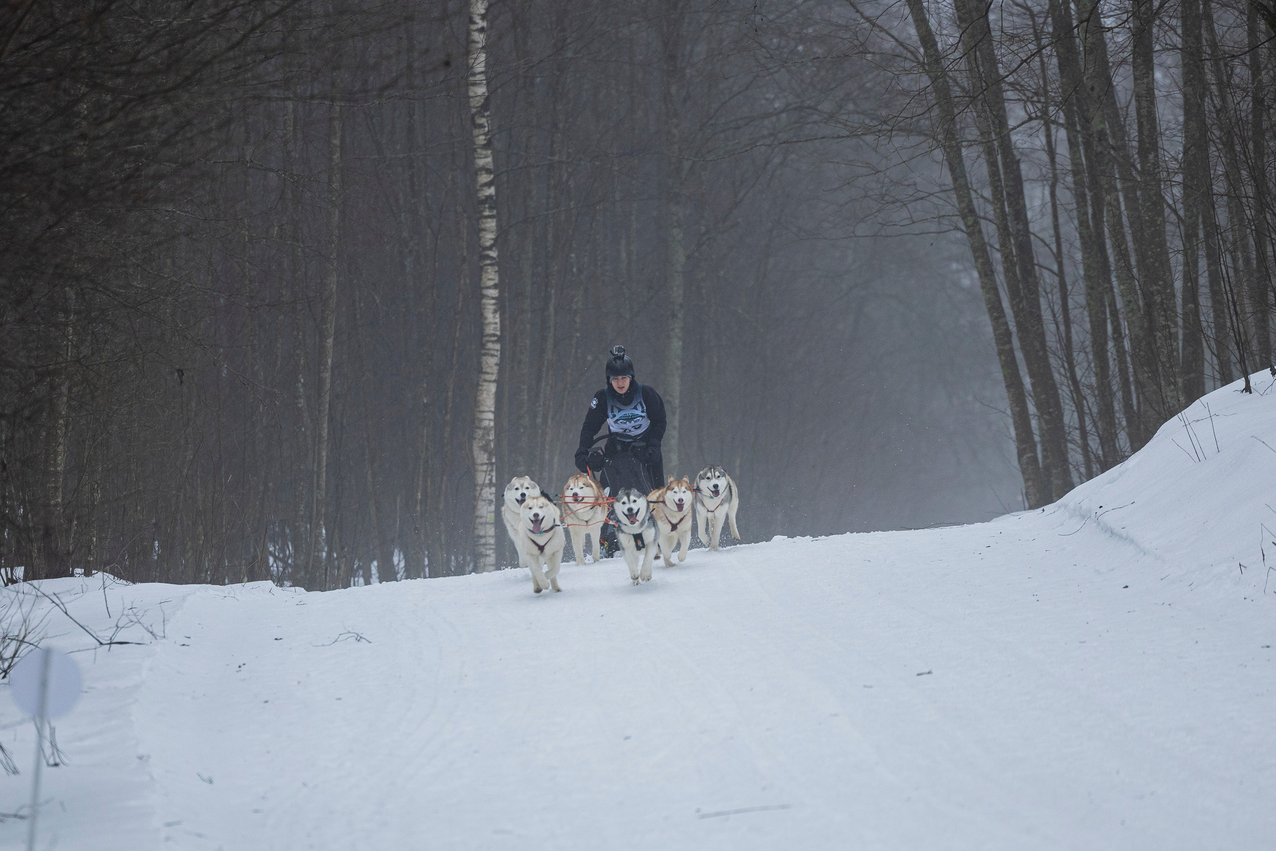 Зимний Чемпионат Санкт-Петербурга по ездовому спорту. Фотограф-анималист Анна Маринич
