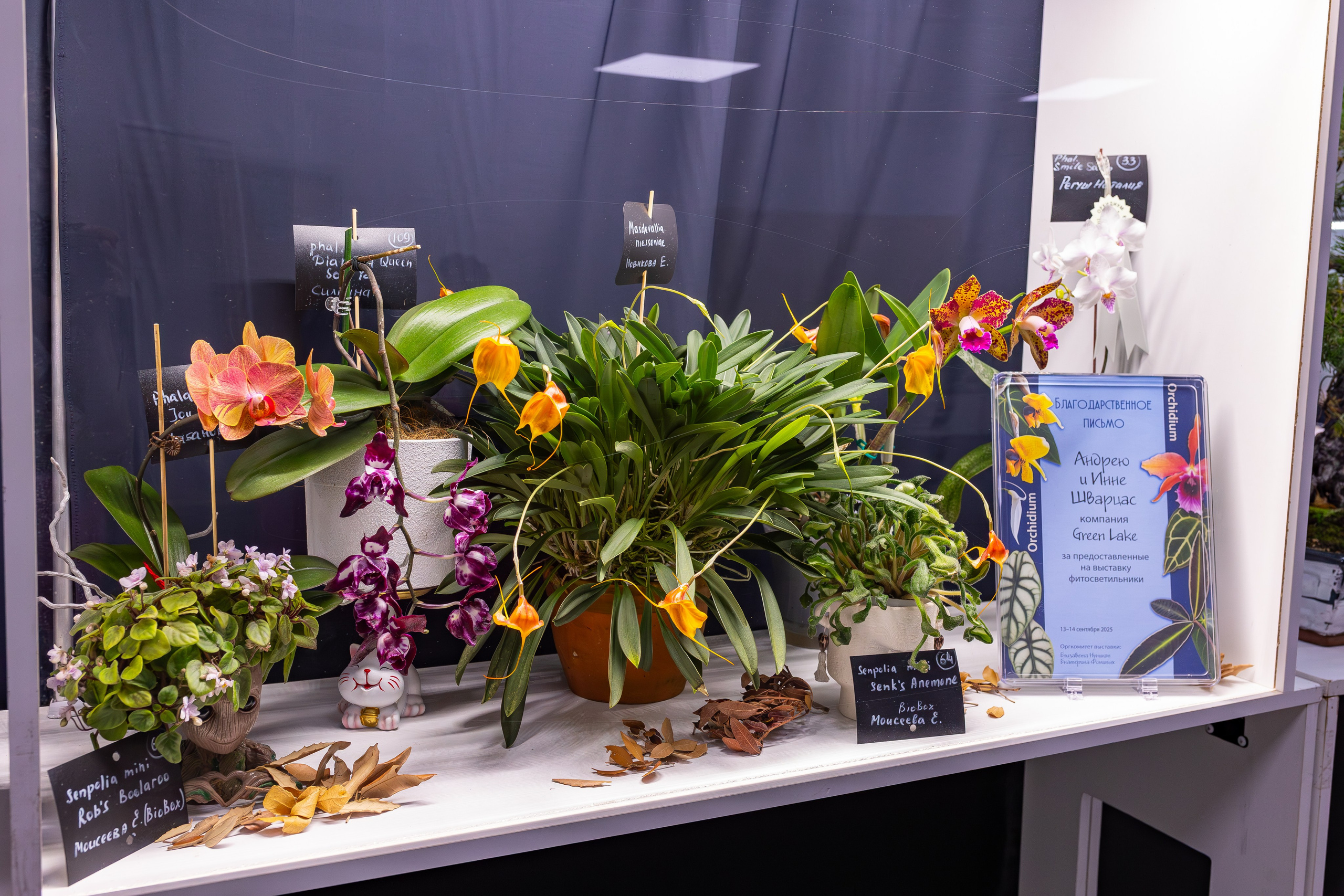 Орхидиум сентябрь 2025. Александра Куликова фотограф, Москва
