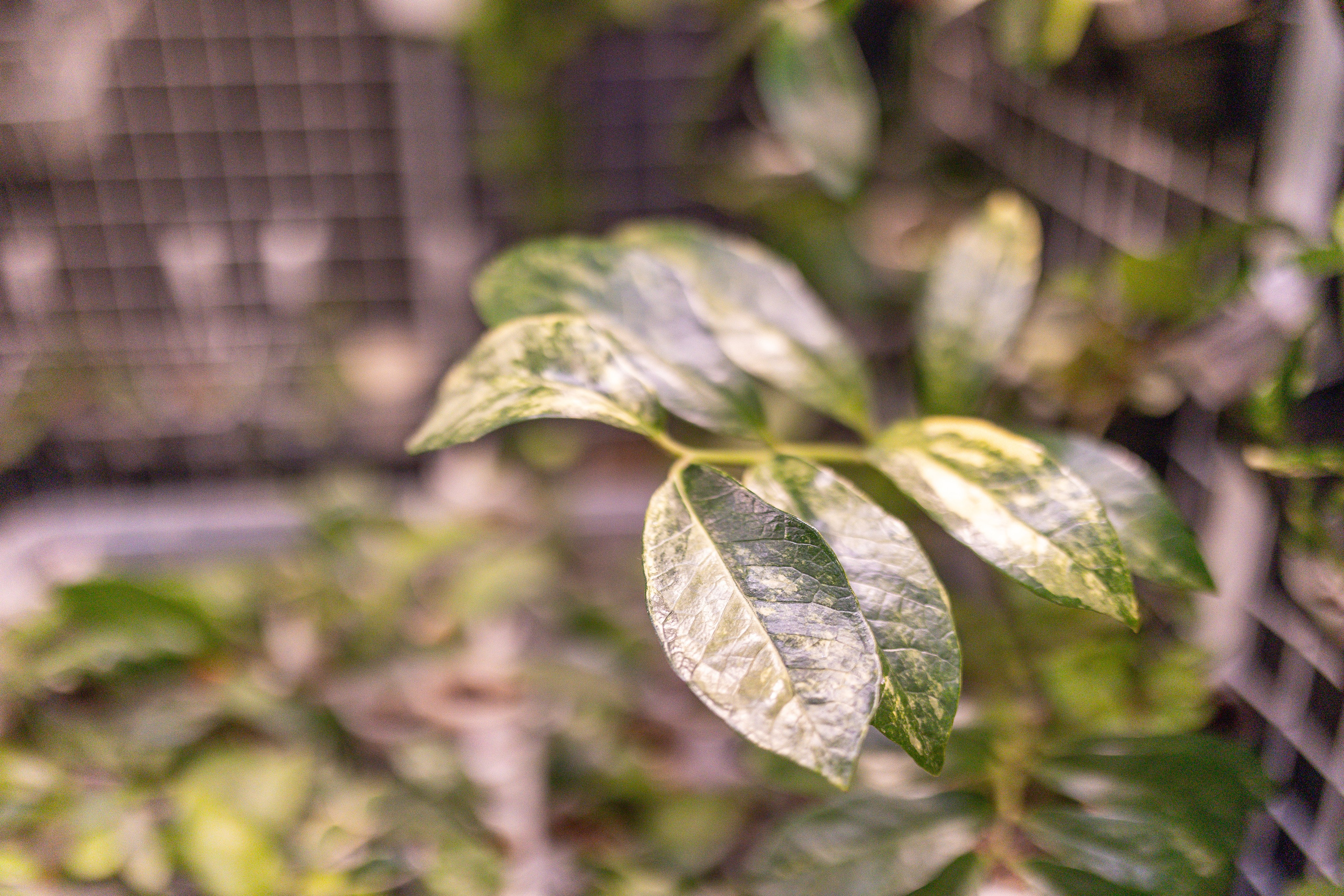 Орхидиум май 2025. Александра Куликова фотограф, Москва