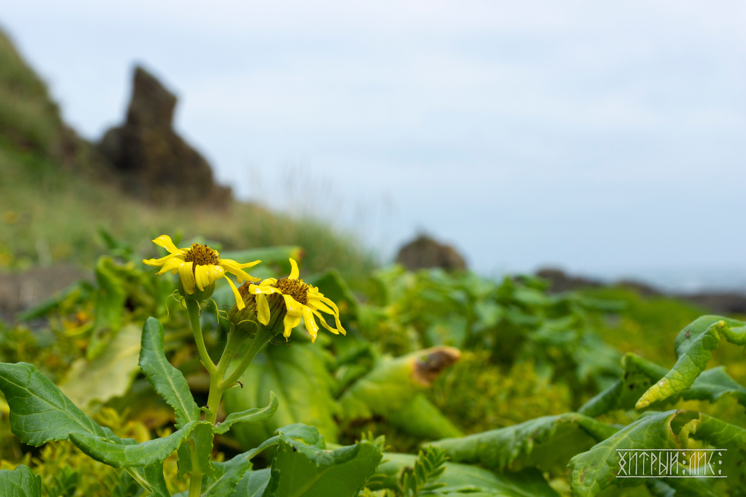 Сахалин. Фотограф-путешественник Самойлов Максим «Sly Fox»