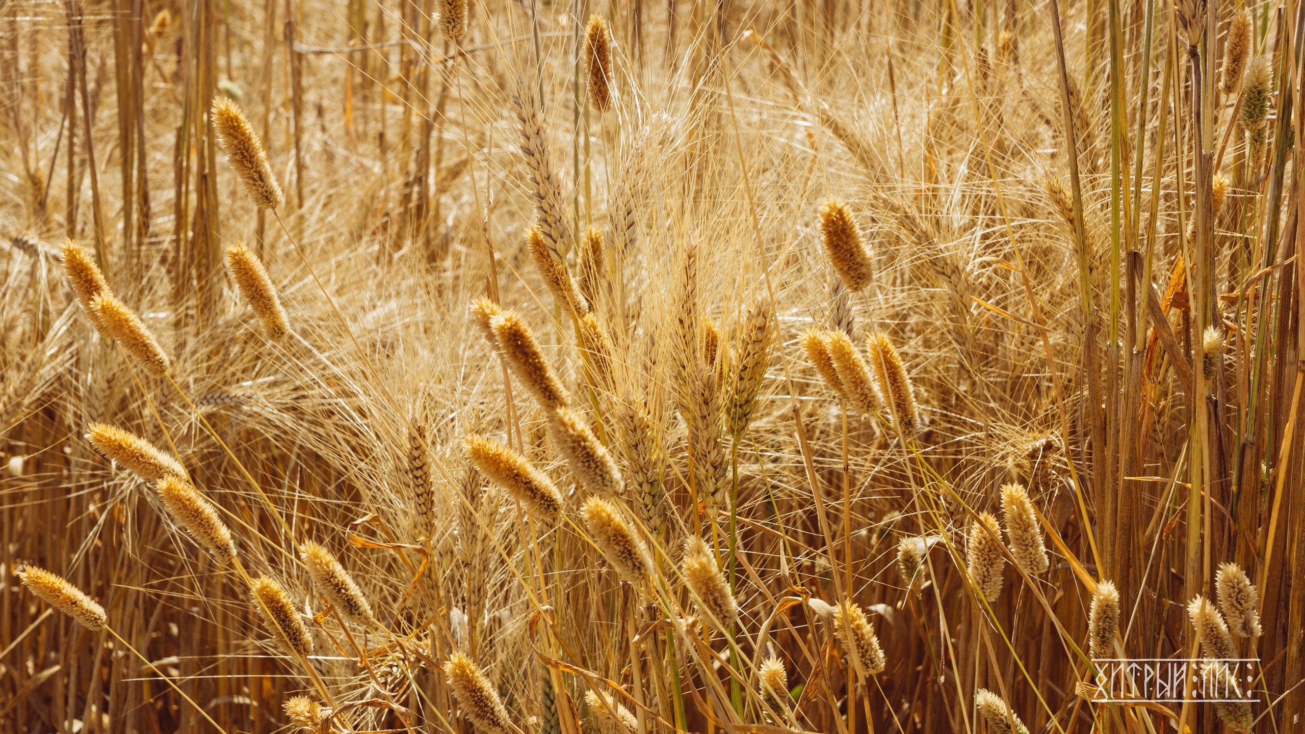 Кипр. Фотограф-путешественник Самойлов Максим «Sly Fox»