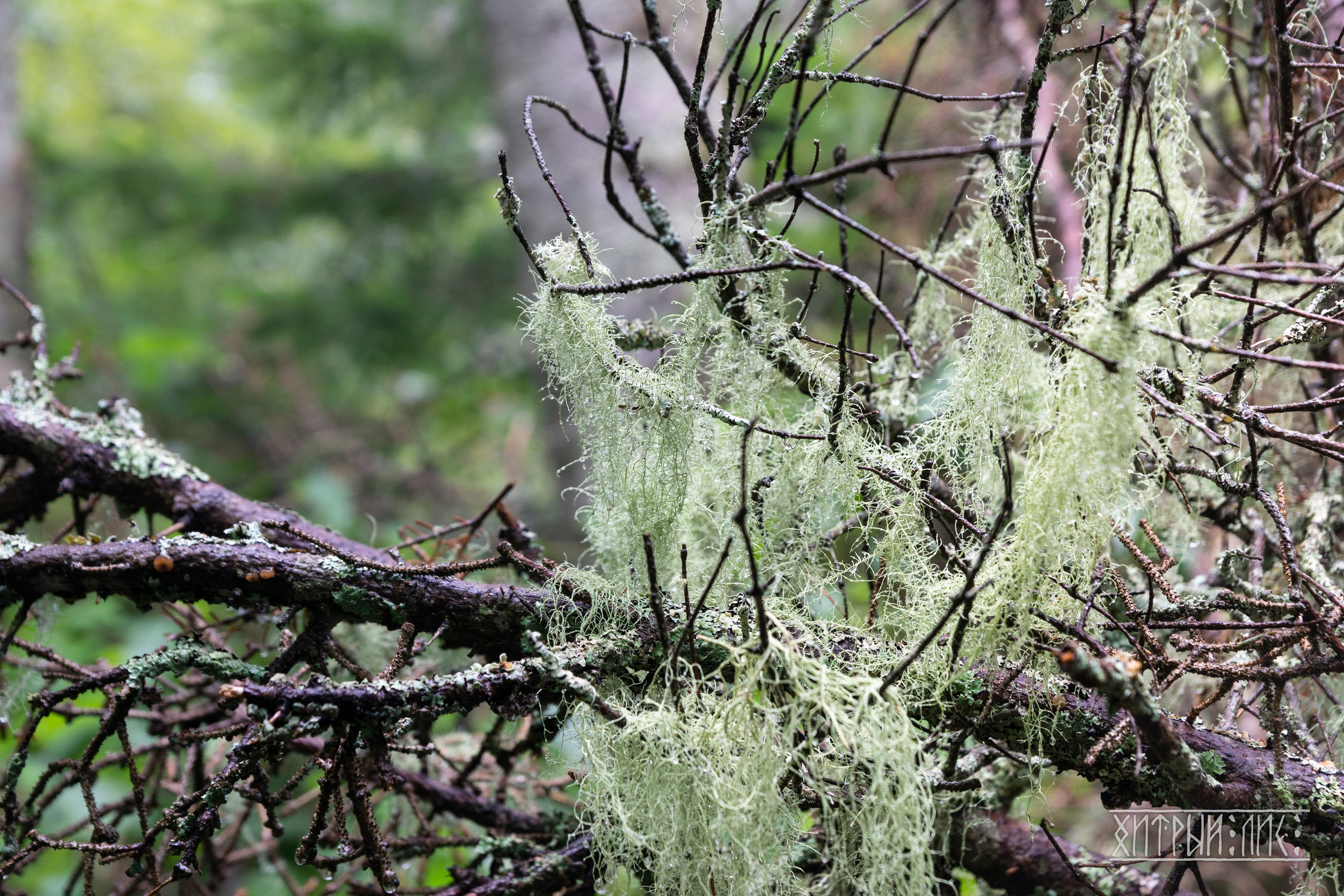 Сахалин. Фотограф-путешественник Самойлов Максим «Sly Fox»